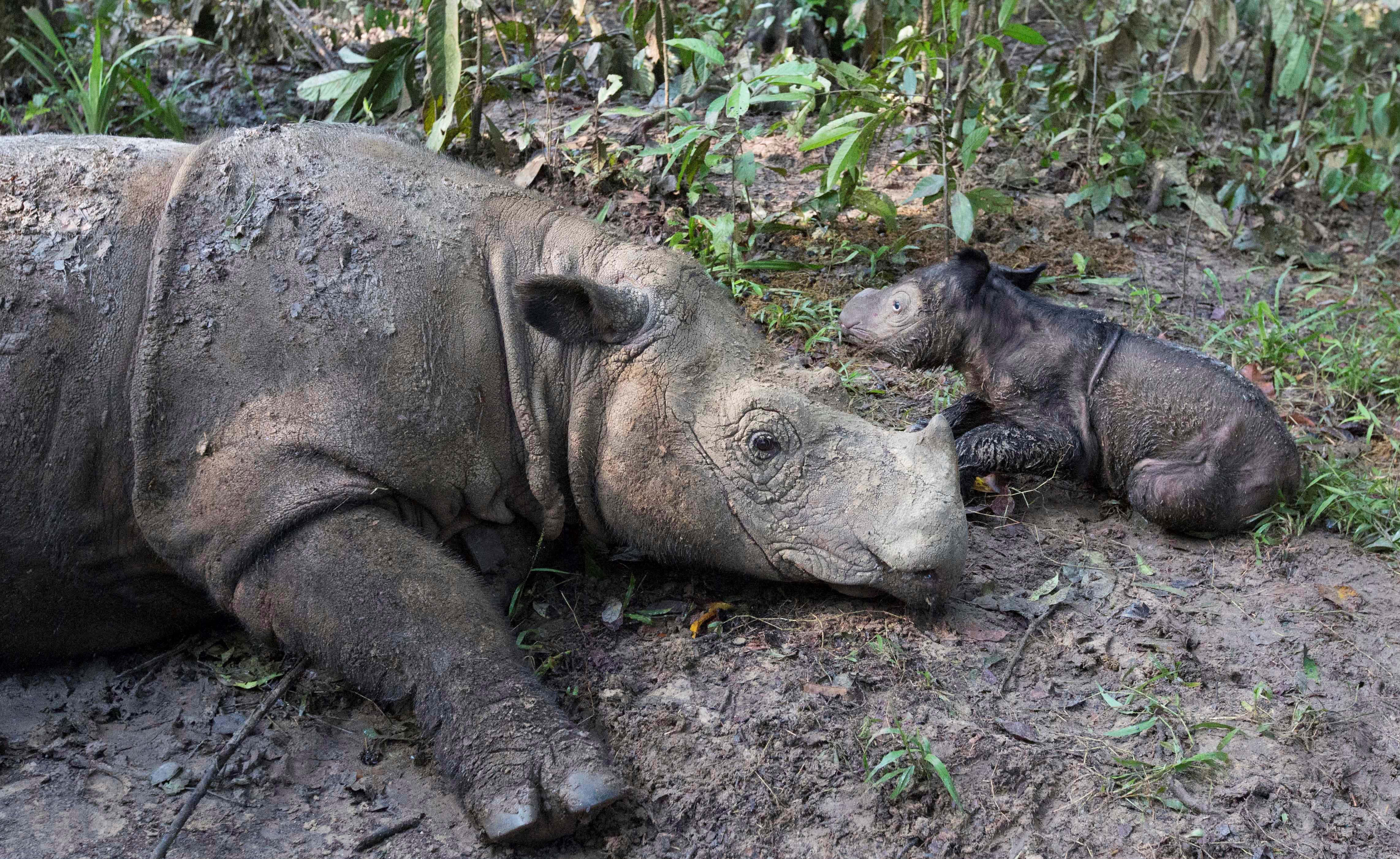 Rhinoceros 桌布 壁紙 — 一頭犀牛媽媽和她的幼崽在泥濘的叢林空地上休息，周圍環繞著綠色樹葉。