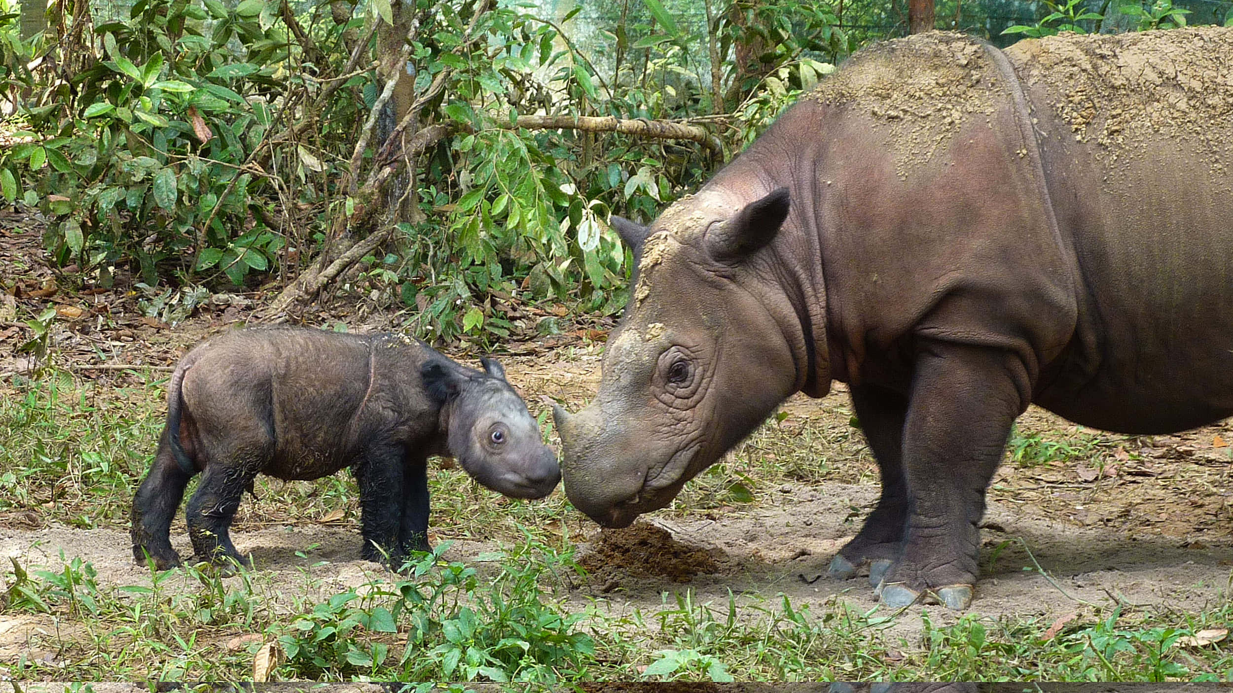 Rhinoceros 桌布 壁紙 — 一頭犀牛媽媽在茂密的綠色叢林空地上輕輕地用鼻子蹭她的小牛犢。