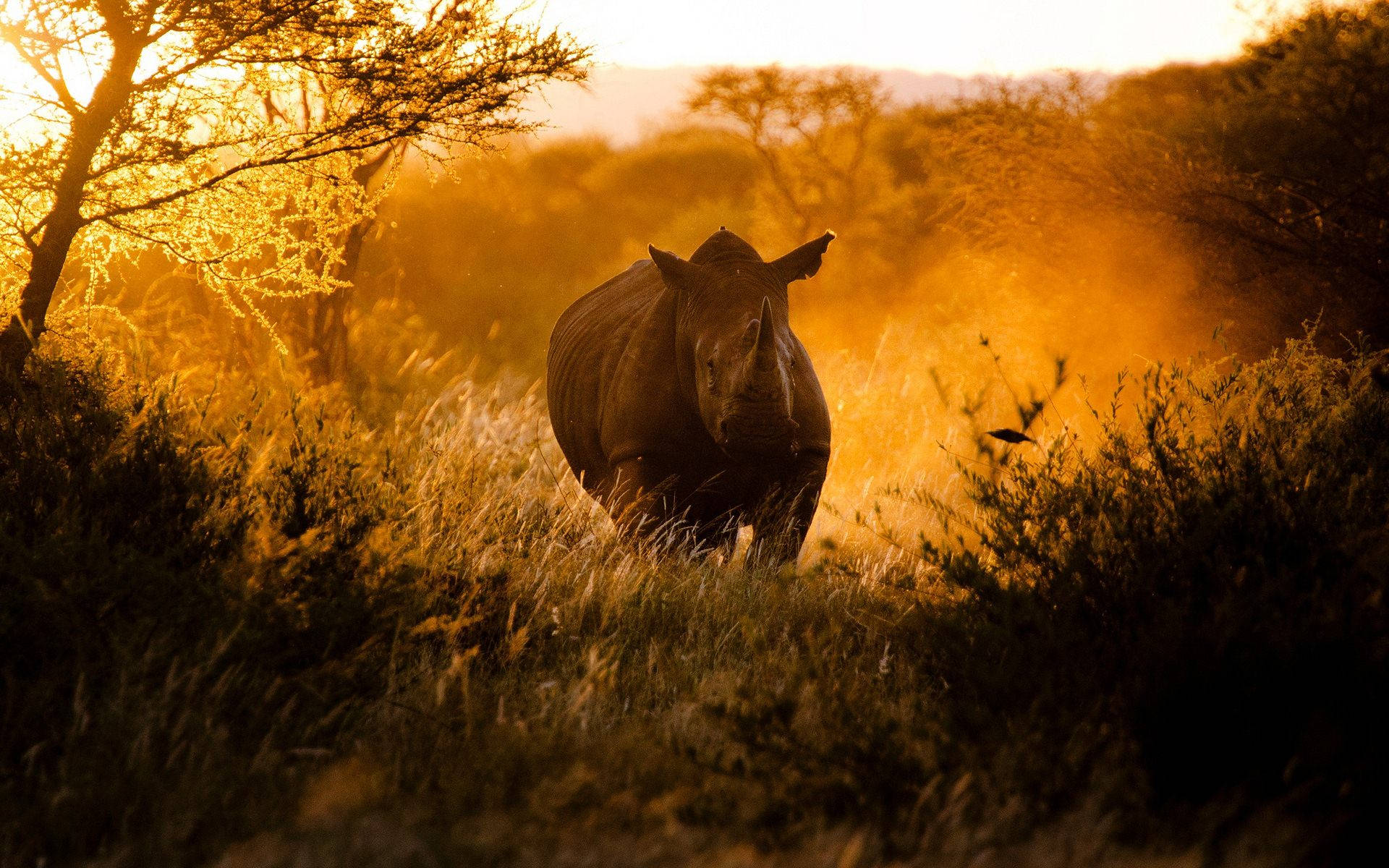 Rhinoceros 桌布 壁紙 — 一頭犀牛站在金黃色的稀樹草原草地上，夕陽的溫暖光線穿過金合歡樹。