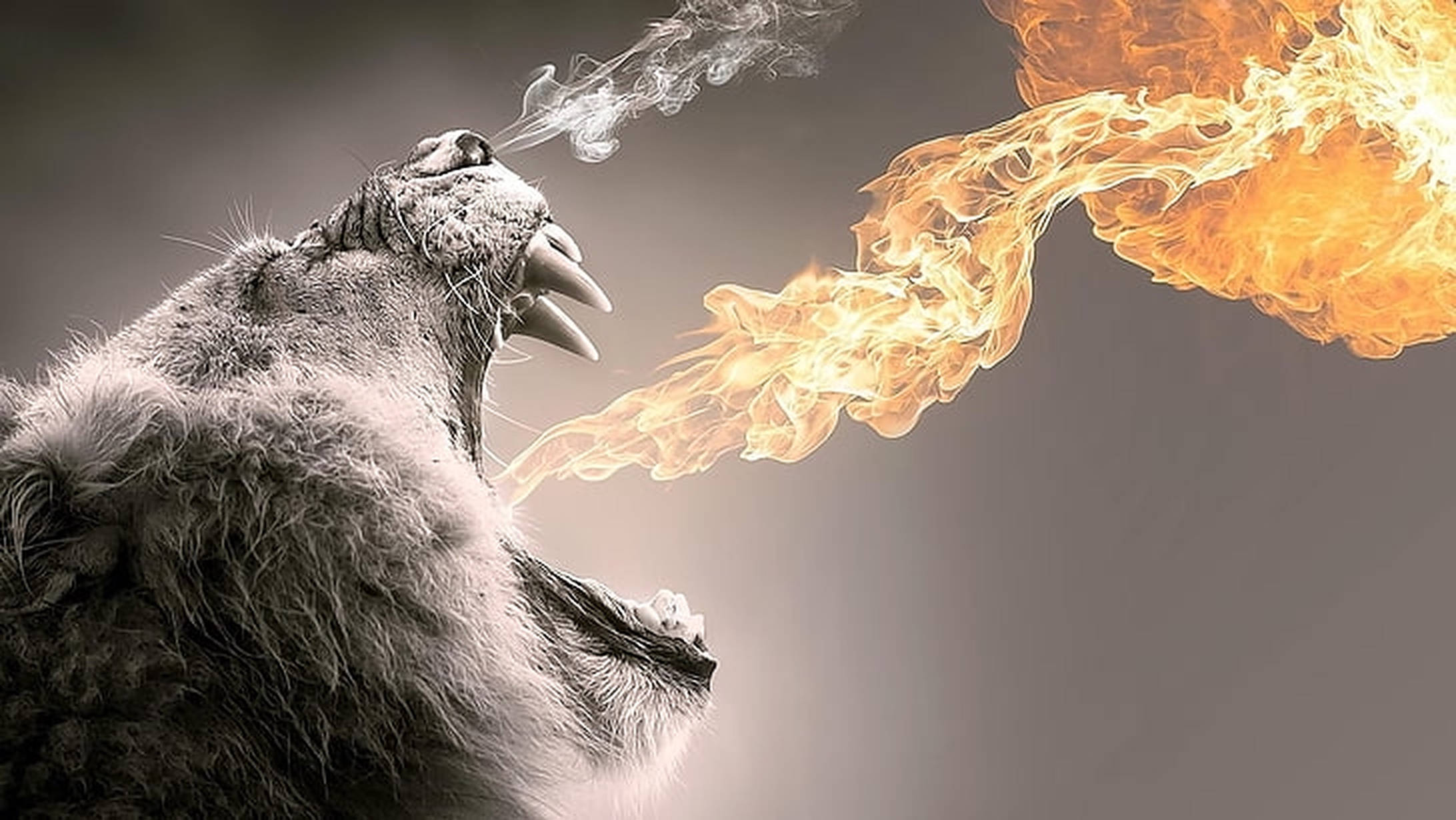 Breathing 桌布 壁紙 — 一頭獅子在柔和的灰色背景上咆哮，口中噴出火焰。