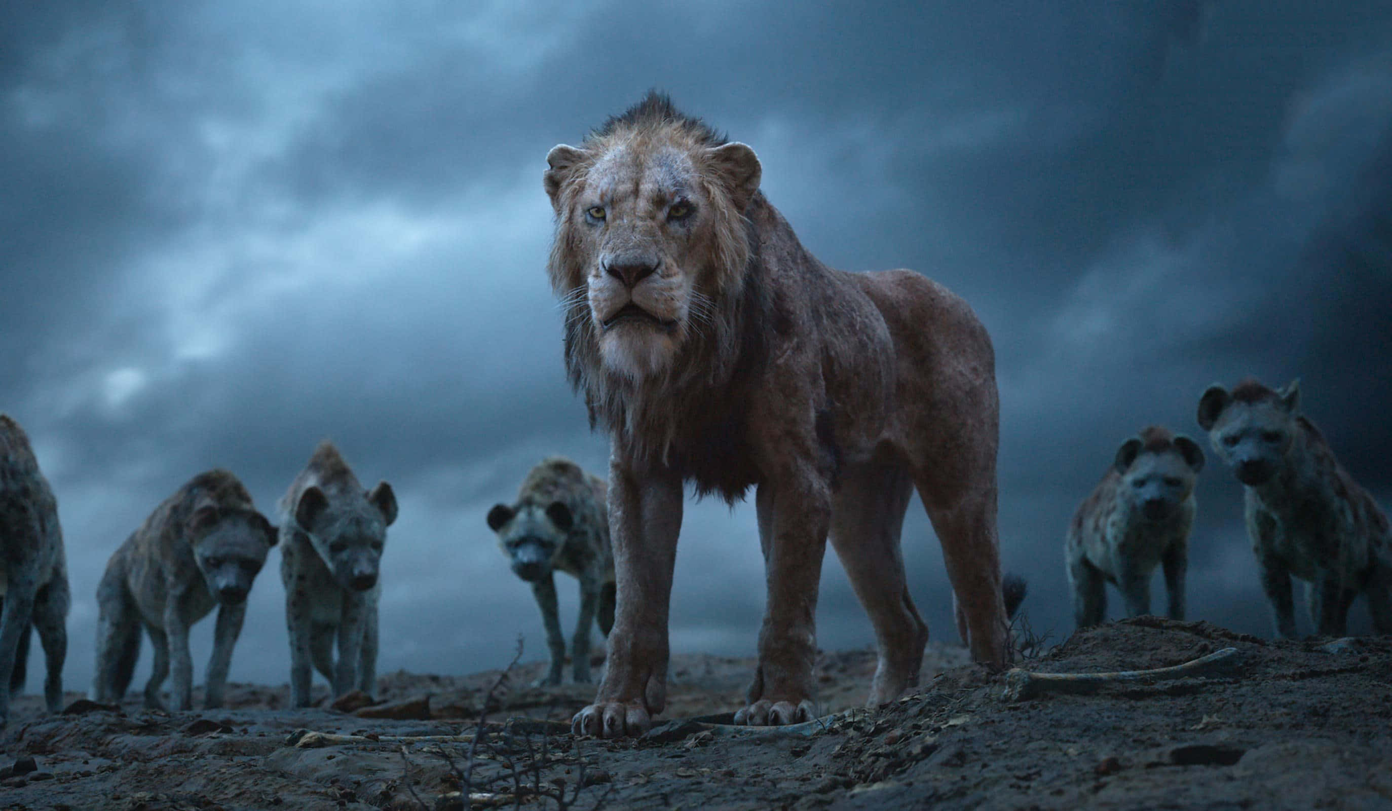 Lion King Scar 桌布 壁紙 — 一頭疲憊的獅子挑釁地站在貧瘠的平原上，一群鬣狗在暴風雨黃昏的天空下逼近。