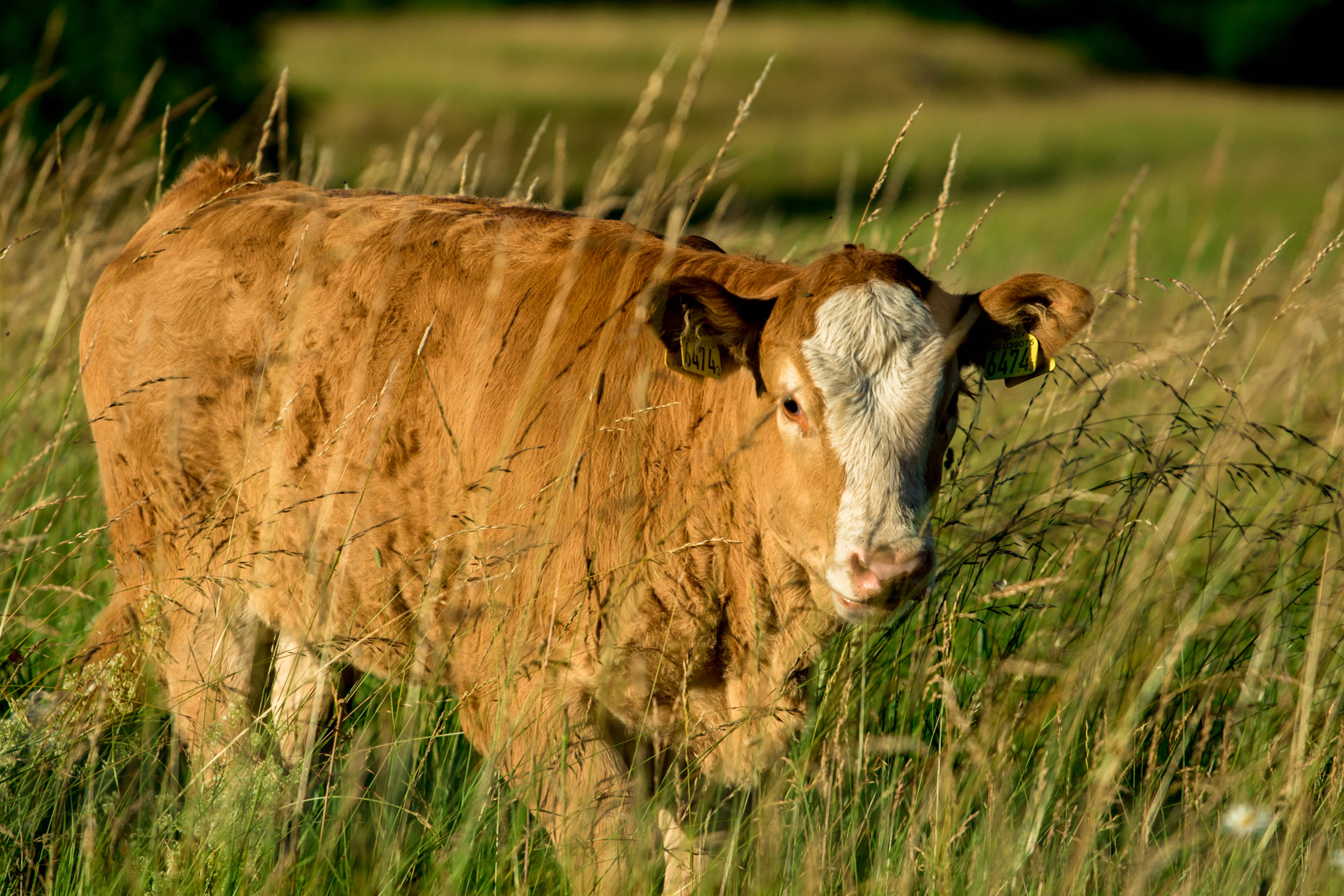 Cute Cow 桌布 壁紙 — 一頭白臉的棕色牛站在高高的金色草叢中，沐浴在溫暖的陽光下。