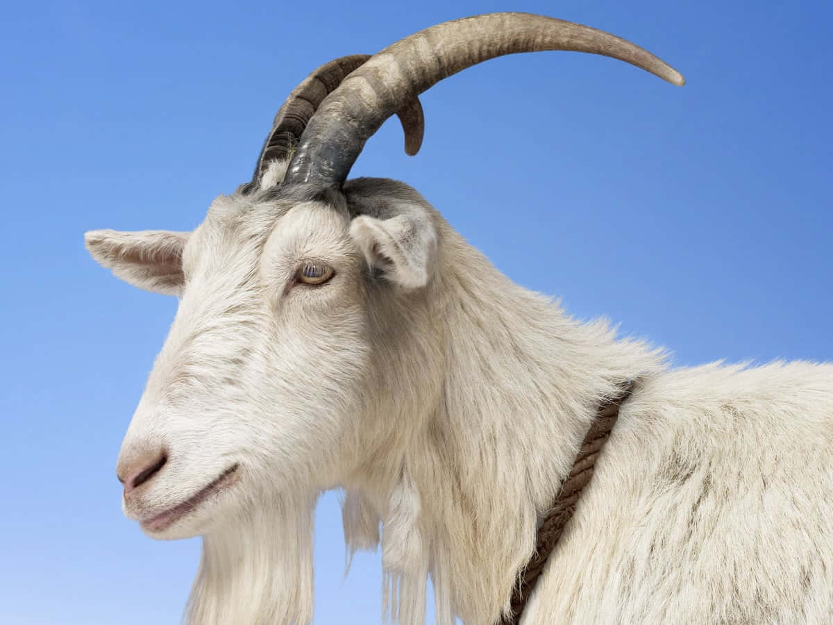 動物 桌布 壁紙 — 一頭白色山羊，長有巨大的彎曲羊角，以清澈的藍天為背景的特寫。