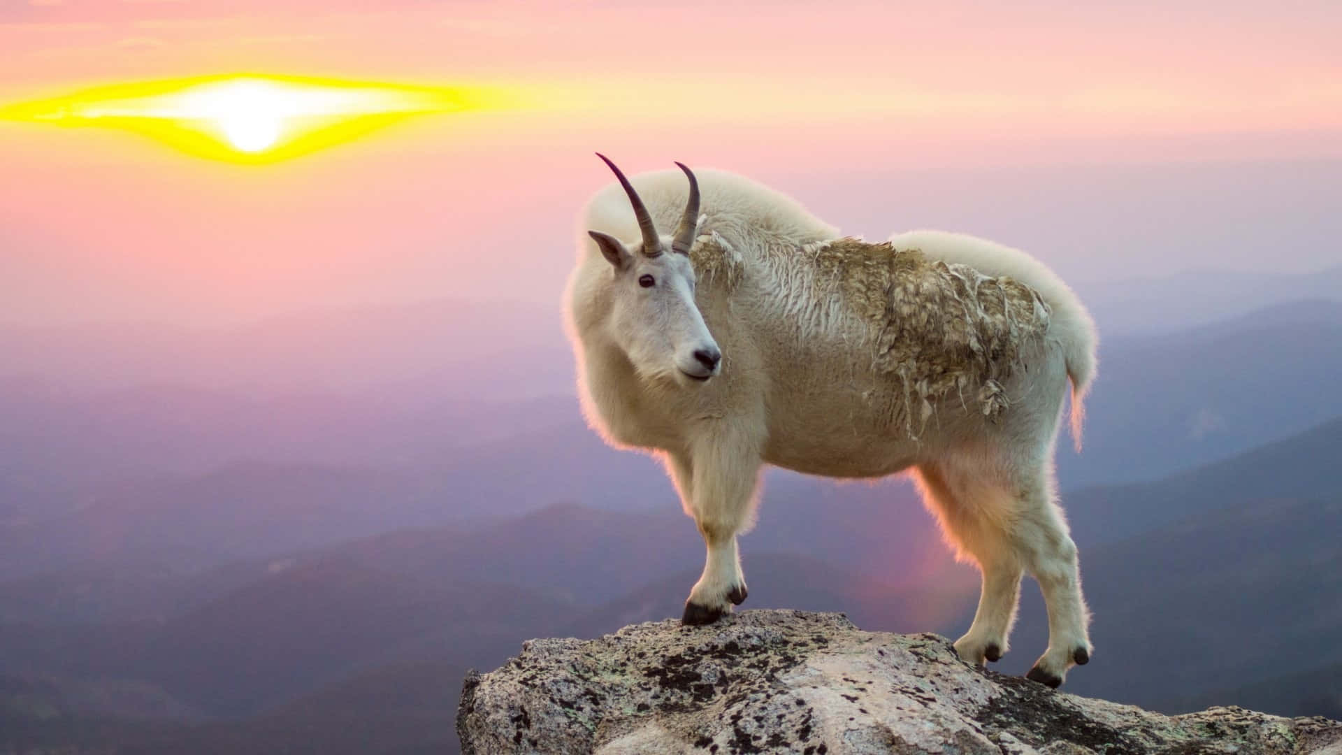 山羊 桌布 壁紙 — 一頭白色山羊站在岩石山峰上，夕陽西下，溫暖的色調灑在層層疊疊的山脈上。