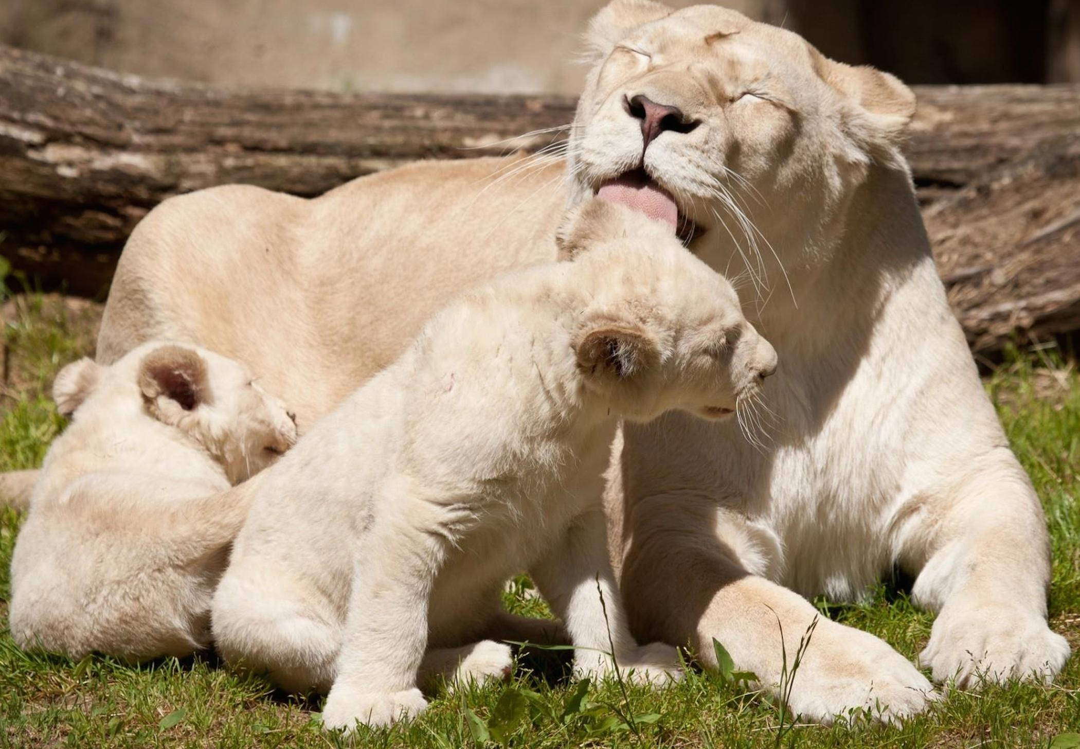 White Lion 桌布 壁紙 — 一頭白色母獅正在為其幼獅梳理毛髮，而另一頭幼獅則在附近陽光普照的草地上休息。
