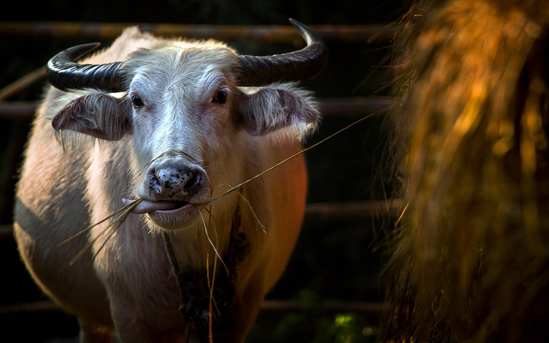 Cute Cow 桌布 壁紙 — 一頭白色水牛的近距離特寫，彎曲的角在溫暖的金色光芒中咀嚼著草。