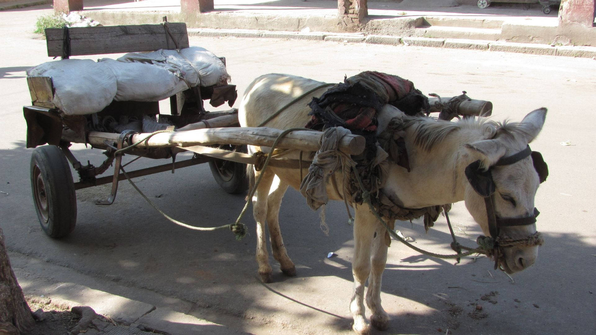 Eritrea 桌布 壁紙 — 一頭白色的驢子拉著一輛裝滿麻袋的木製手推車，沿著陽光明媚、塵土飛揚的街道前行。