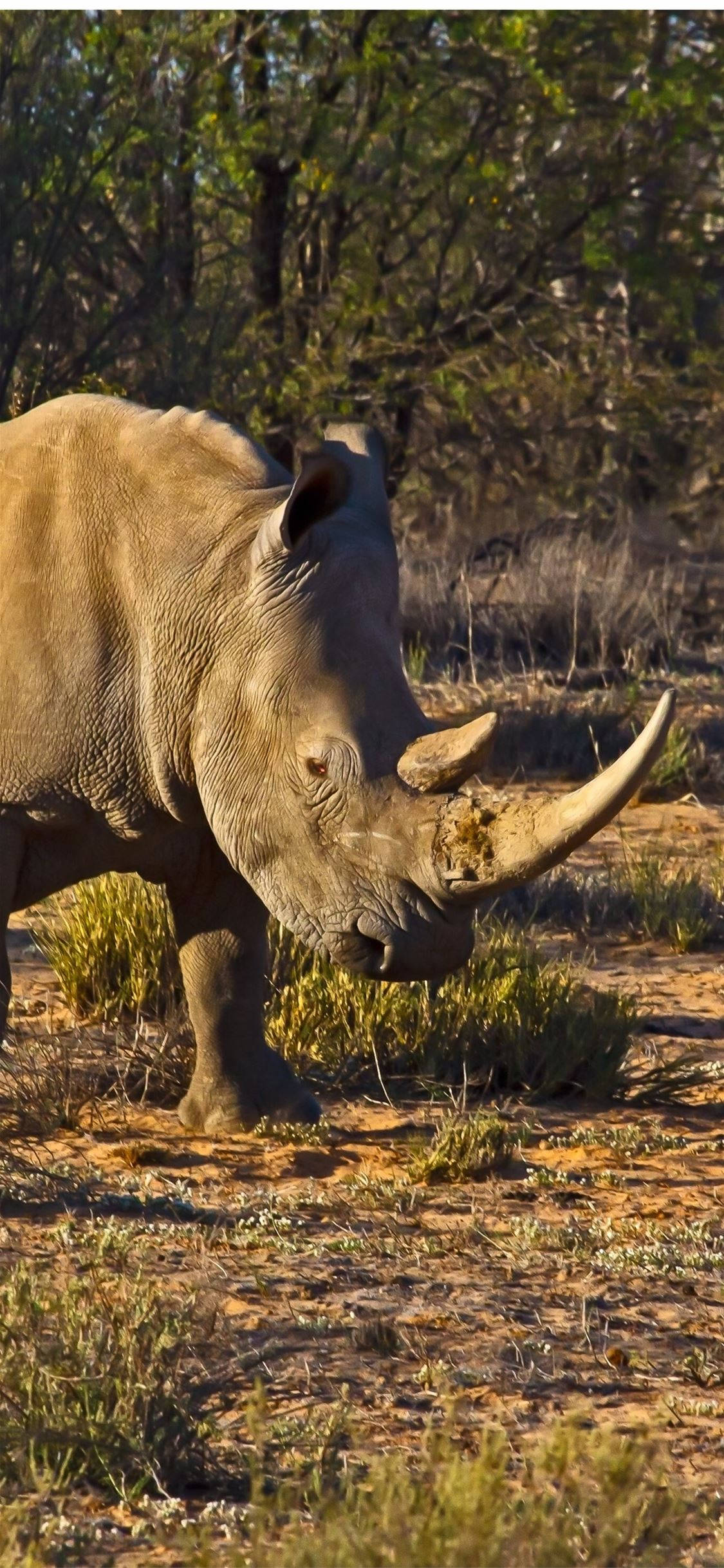 Rhinoceros 桌布 壁紙 — 一頭皮膚厚實、角突出的巨大犀牛在溫暖陽光下走過乾燥的草原。