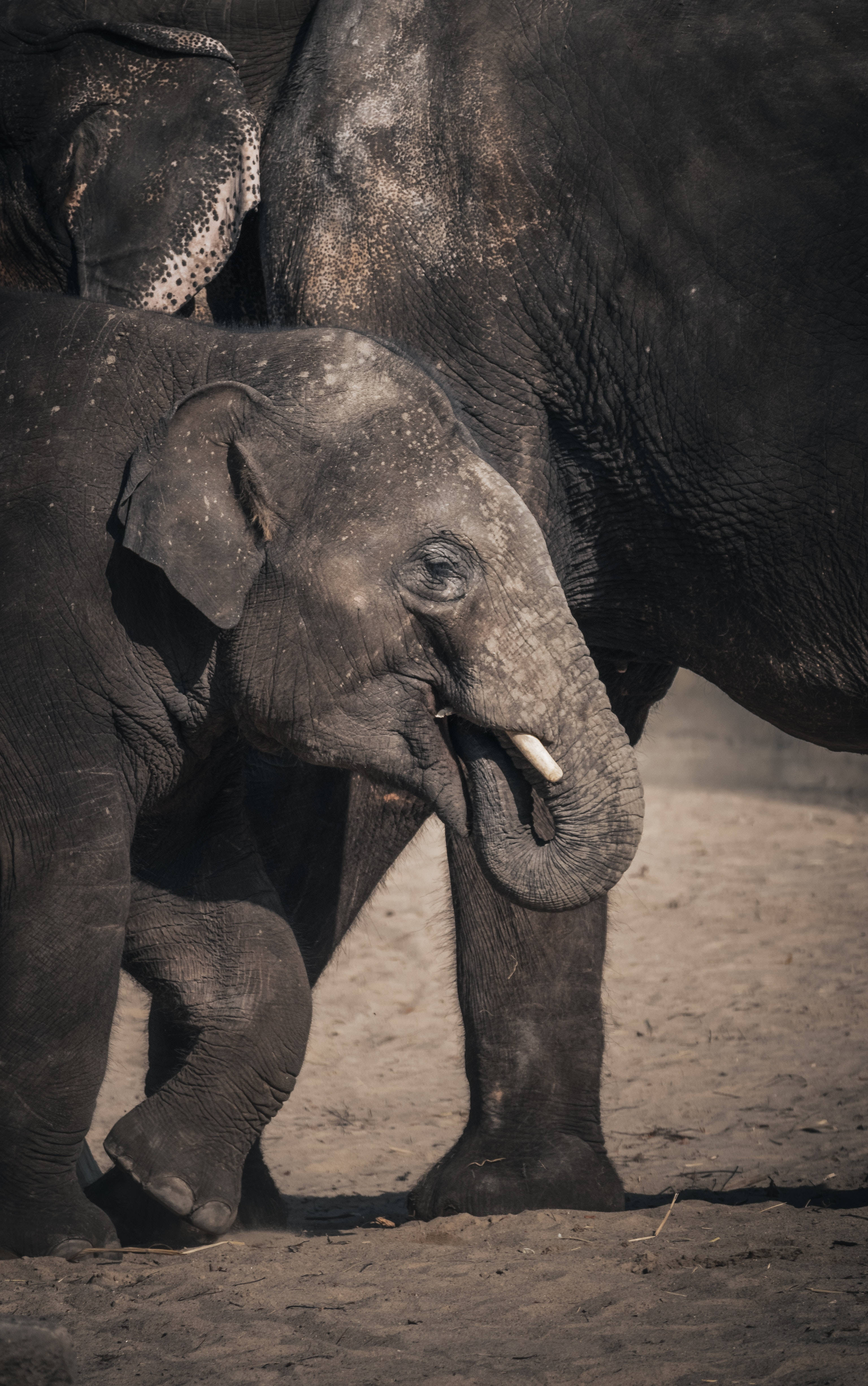 Elephant iPhone 桌布 壁紙 — 一頭皮膚沾滿灰塵的年輕大象，在乾燥沙質環境中緊貼一頭成年大象站立。