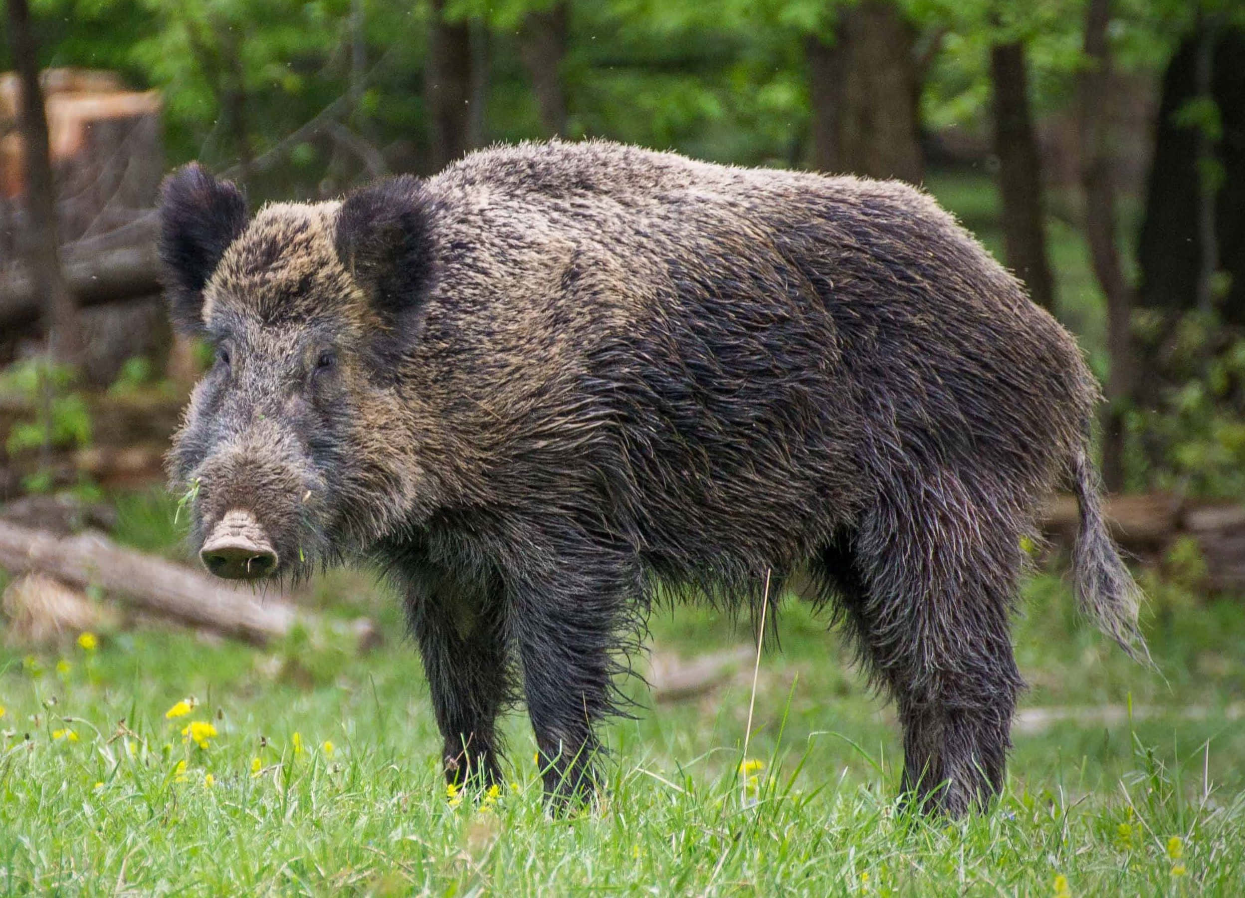 Hog 桌布 壁紙 — 一頭粗黑毛的野豬警覺地站在陽光普照、點綴著黃花的草地上，周圍是茂密的綠色森林。