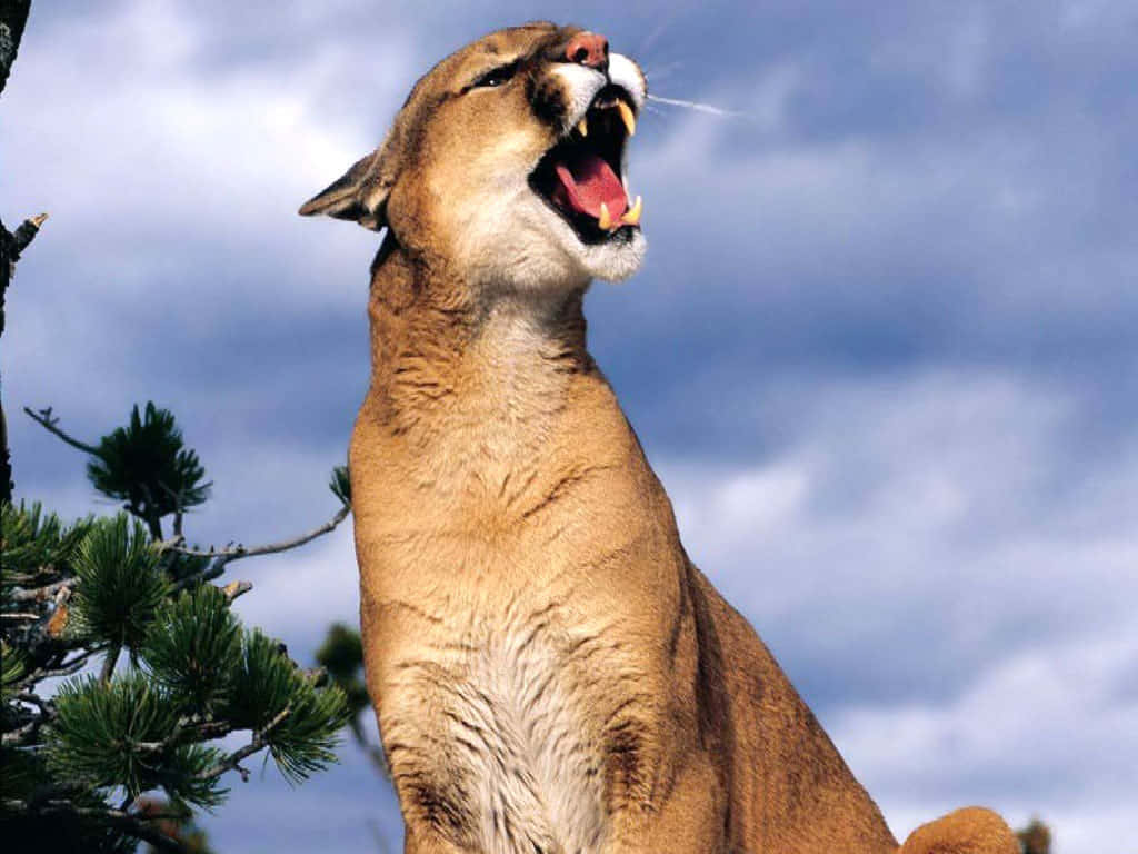 Puma 桌布 壁紙 — 一頭美洲獅對著多雲的天空強力咆哮，松樹枝條框住了鏡頭。