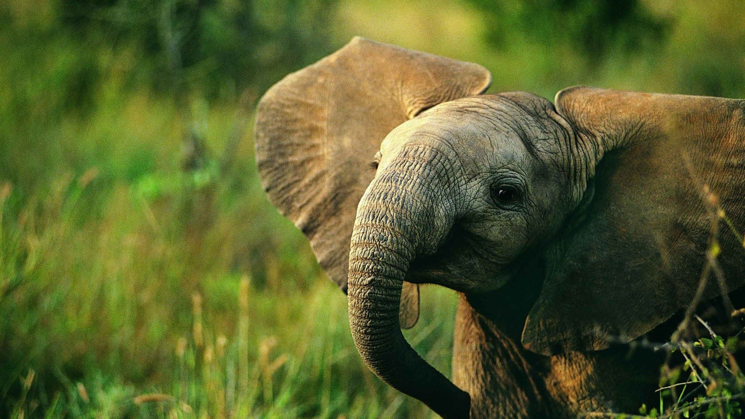 Cute Elephant 桌布 壁紙 — 一頭耳朵寬闊、皮膚灰白有皺紋的年輕大象站在陽光普照的草地上。