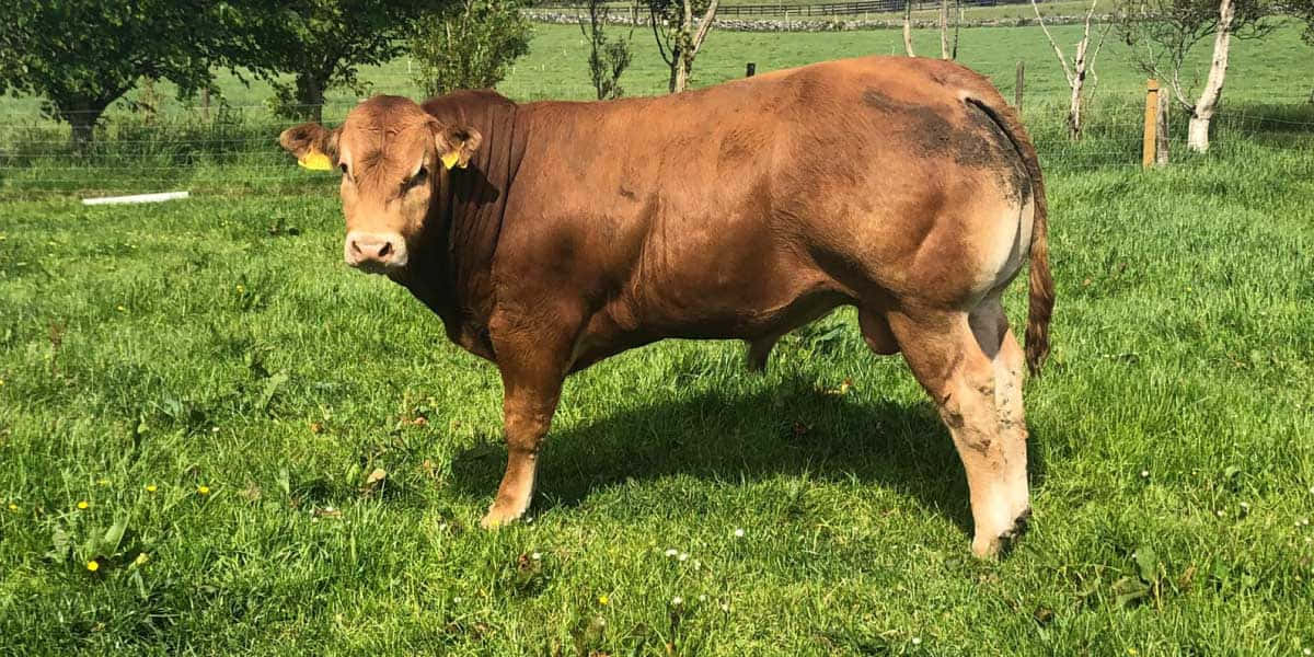 bull 桌布 壁紙 — 一頭肌肉發達的棕色公牛在陽光明媚的綠色牧場中警覺地站著，背景有樹木和籬笆。