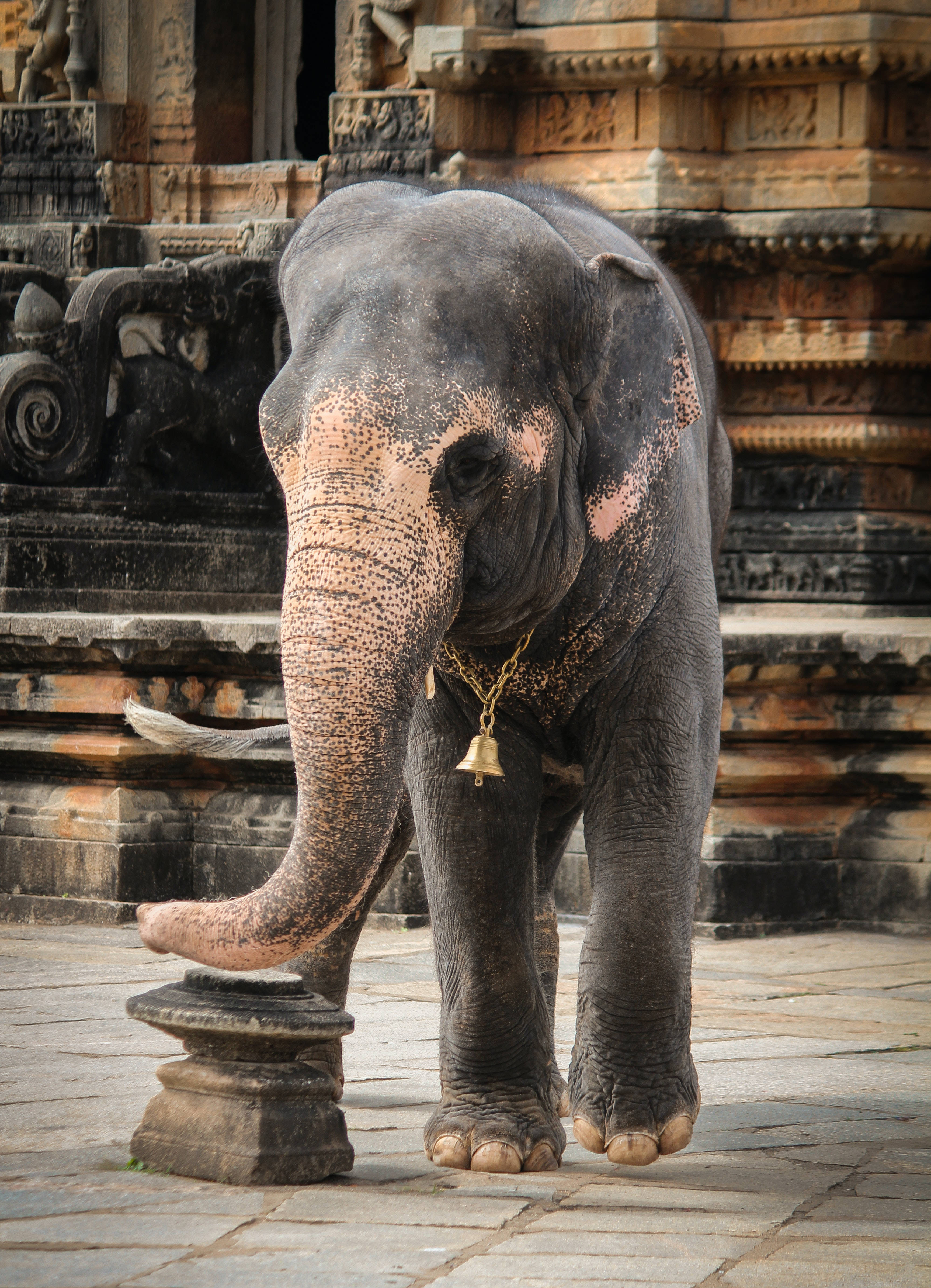 Elephant iPhone 桌布 壁紙 — 一頭莊嚴的寺廟大象，掛著金鈴，在陽光照耀的庭院中肅立於古老的石雕前。