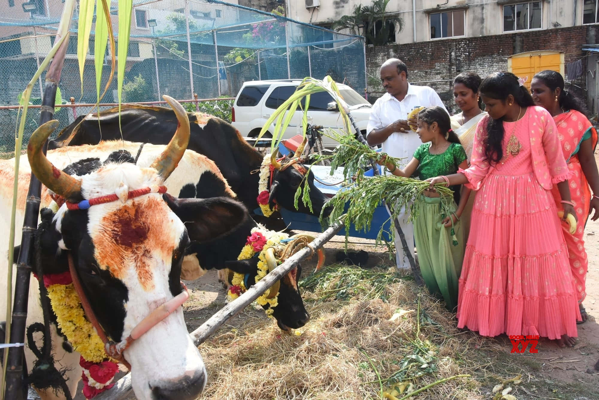 Pongal 桌布 壁紙 — 一頭裝飾著花朵和花環的黑白牛靜靜地站著，孩子和成人們在節日鄉村儀式中獻上綠葉。