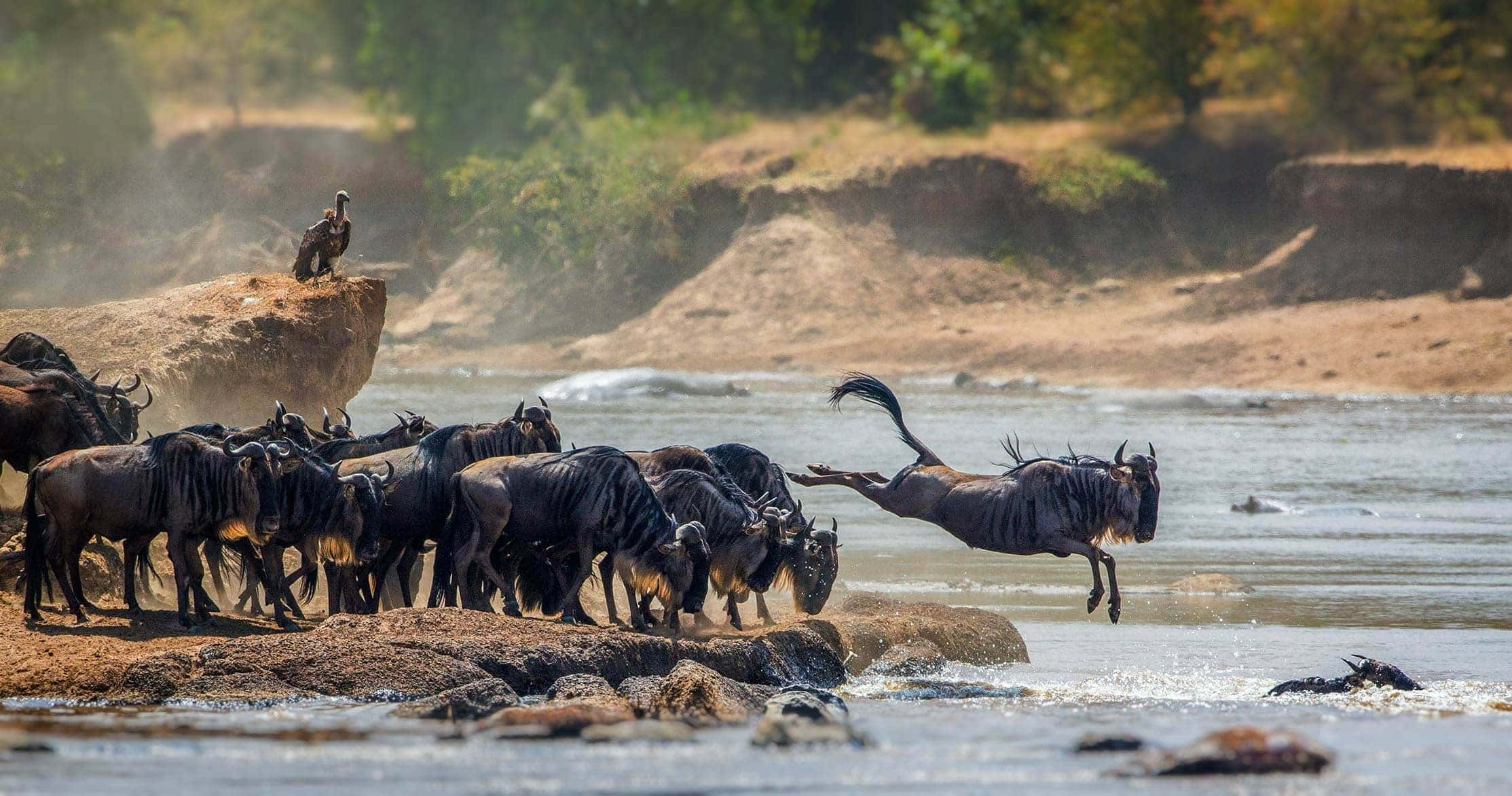 Tanzania 桌布 壁紙 — 一頭角馬在空中跳過河流，一群角馬在明亮的日光下越過岩石河岸。