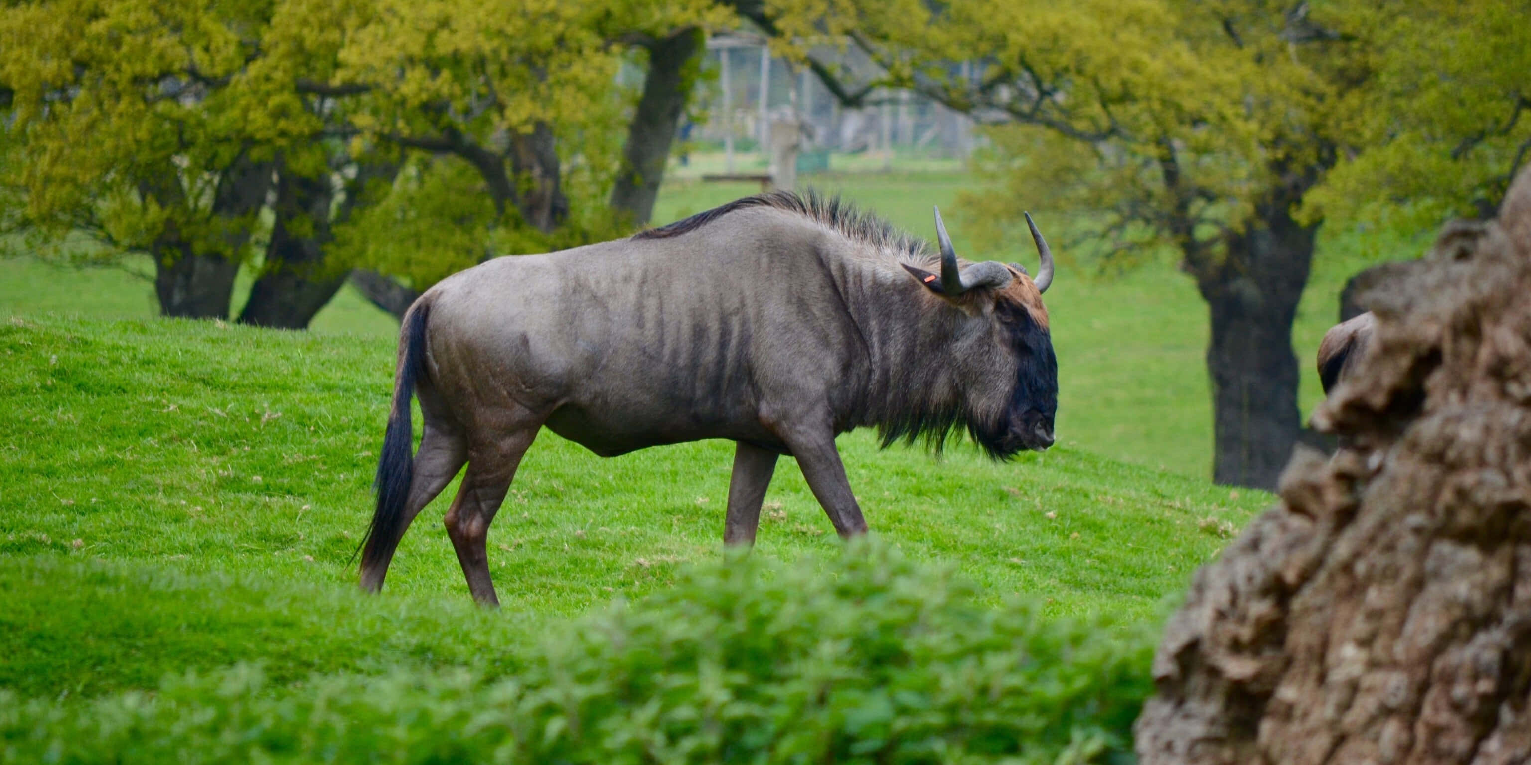 African Animals 桌布 壁紙 — 一頭角馬平靜地走過一片茂密的綠色田野，前景有樹木和紋理樹幹作為框架。