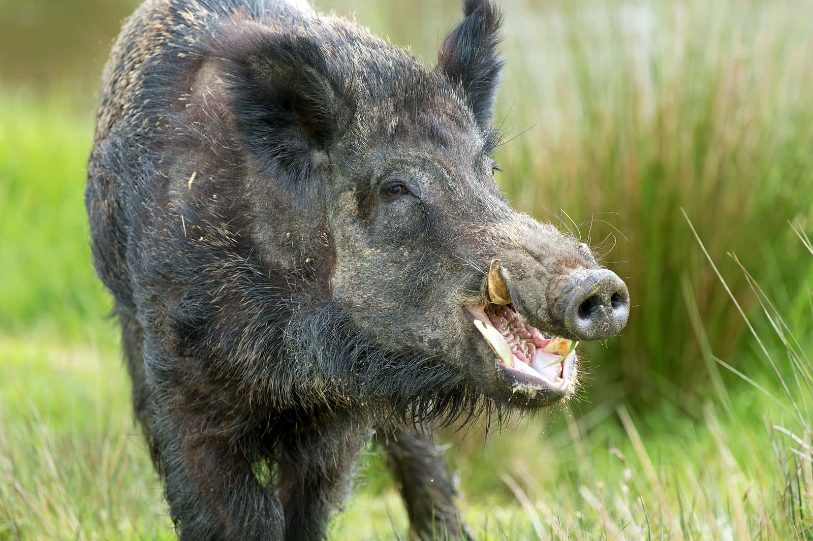 Wild Boar 桌布 壁紙 — 一頭野豬，毛色深黑粗糙，張開嘴巴，警覺地站在陽光普照的草地上。