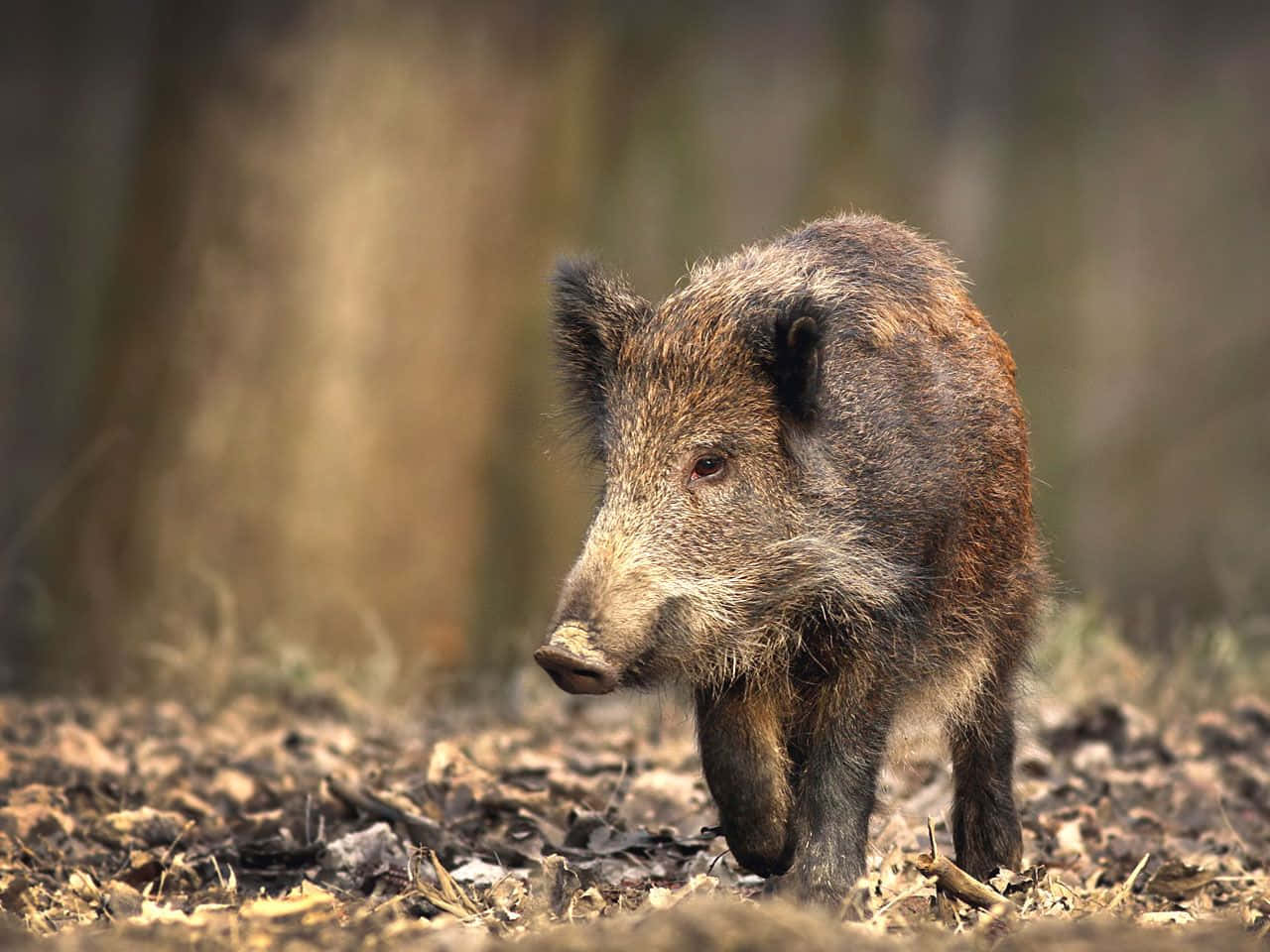 Hog 桌布 壁紙 — 一頭野豬在佈滿乾葉和樹枝的森林地面上，在柔和自然光下保持警覺。