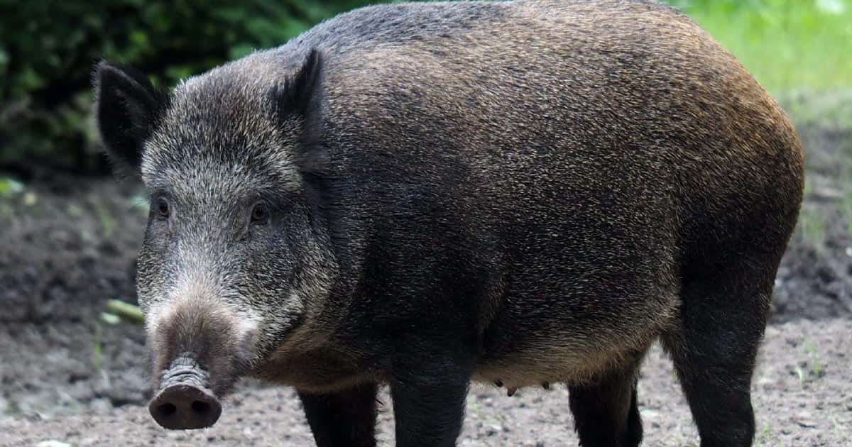 Wild Boar 桌布 壁紙 — 一頭野豬在泥濘的地面上警覺地站著的近距離特寫，背景是綠色樹葉。
