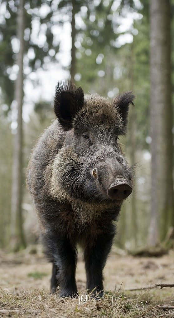 Pig 桌布 壁紙 — 一頭野豬在陽光斑駁的森林中警覺地站立，周圍有高大的樹木，腳下是乾燥的草地和泥濘。