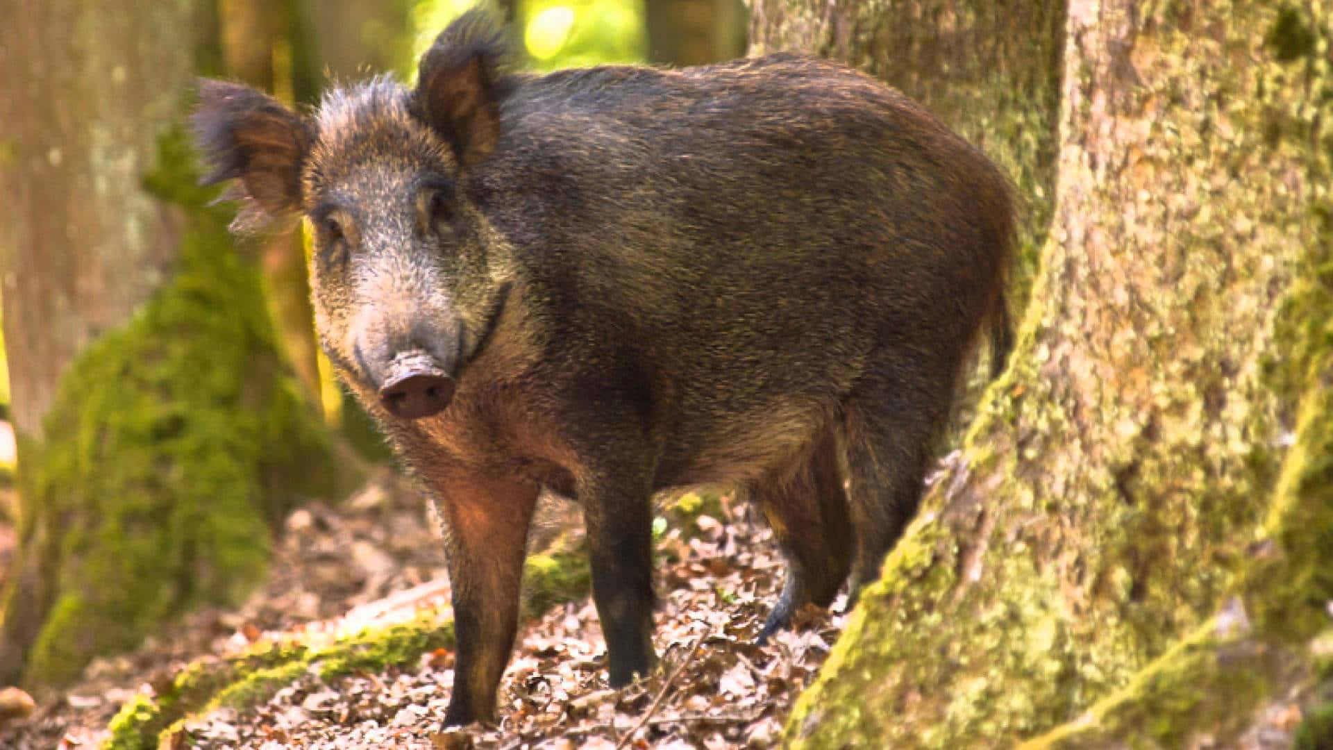 Wild Boar 桌布 壁紙 — 一頭野豬在陽光普照的森林中警覺地站立，周圍有長滿苔蘚的樹木和落葉。