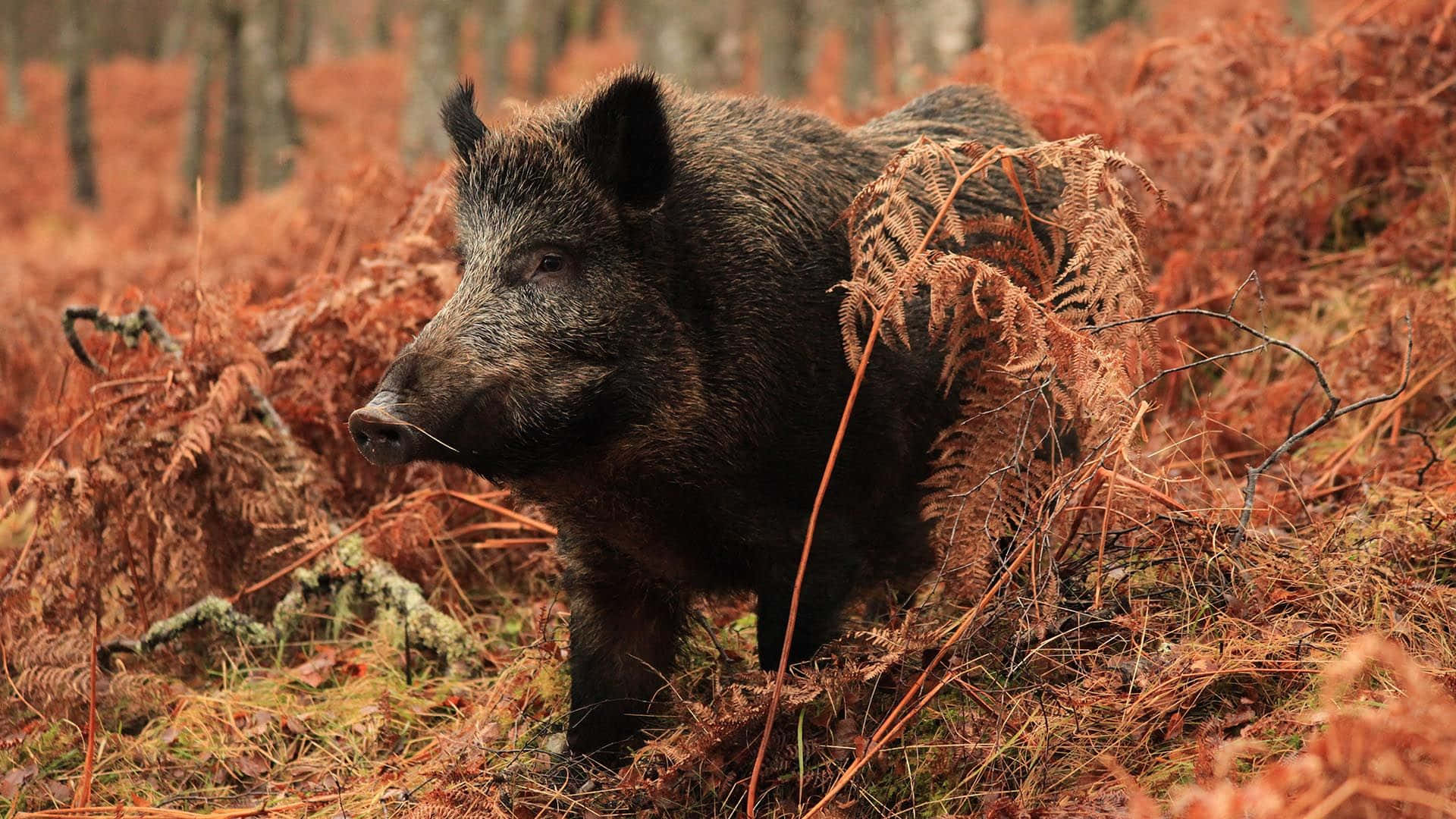 Pig 桌布 壁紙 — 一頭野豬在霧氣瀰漫的森林中，於鏽色蕨類植物間警覺地站立，沐浴在柔和自然光下。