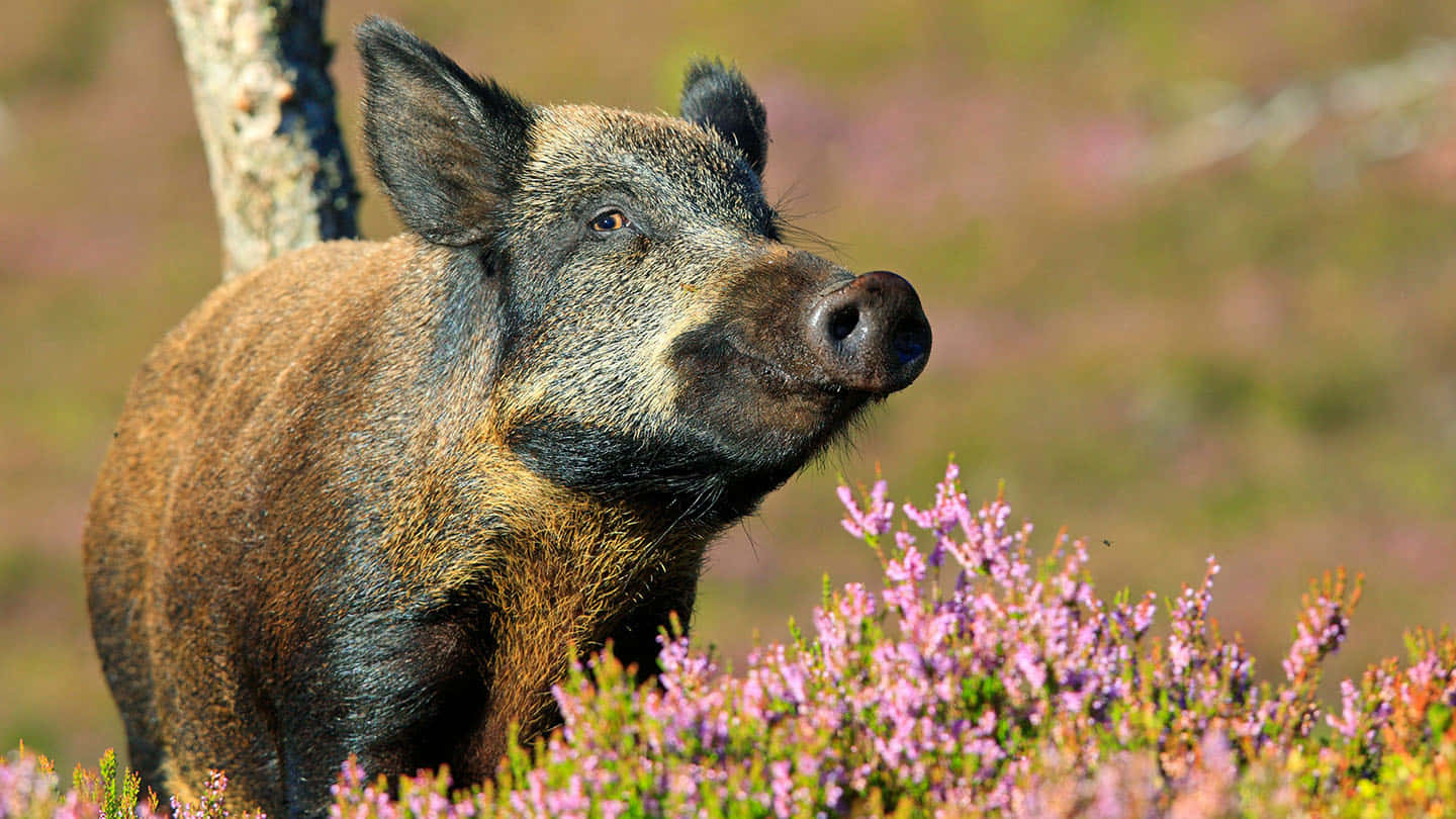 Wild Boar 桌布 壁紙 — 一頭野豬在鮮豔的紫色石楠花叢中警覺地站立，處於自然草甸的明亮日光下。