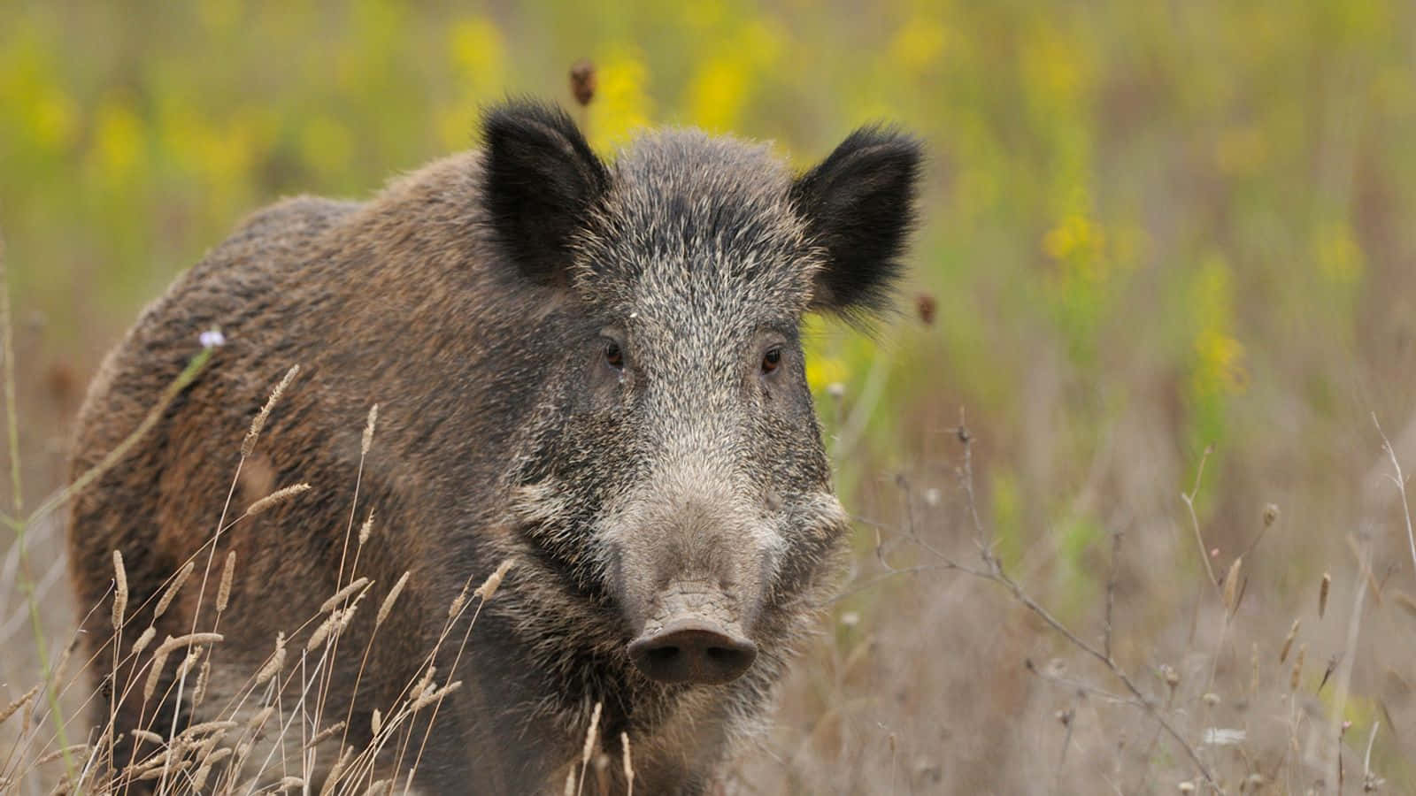 Wild Boar 桌布 壁紙 — 一頭野豬的近距離特寫，擁有深色剛毛和警覺的耳朵，站在高高的金色草叢中。
