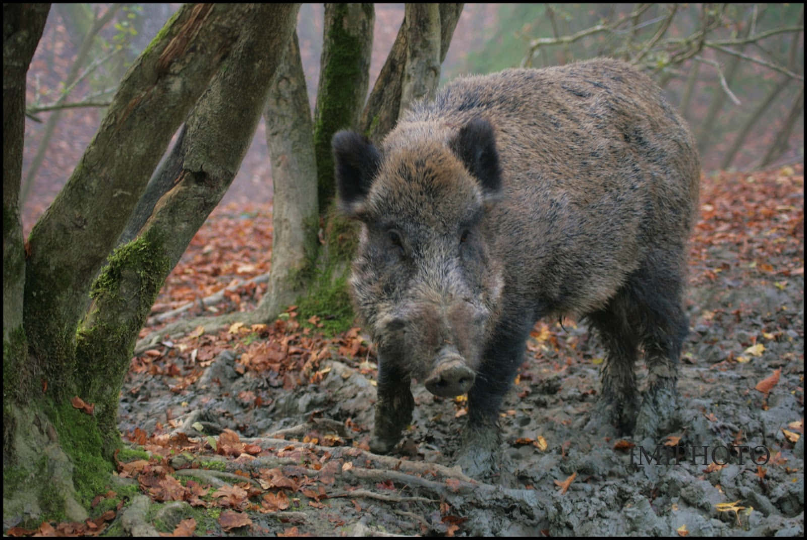 Wild Boar 桌布 壁紙 — 一頭野豬站在泥濘的森林地面上，周圍是長滿苔蘚的樹木和落下的秋葉。