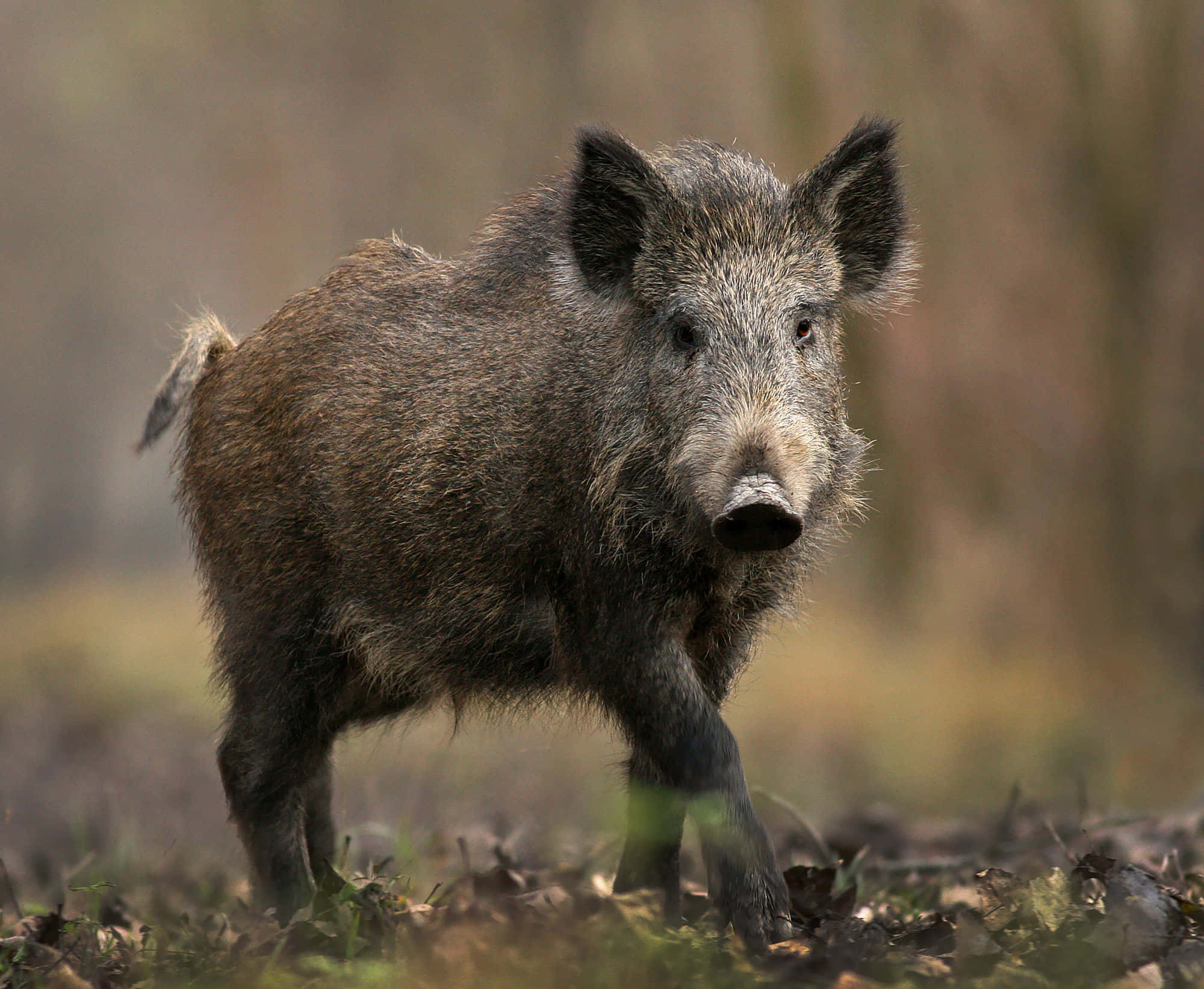 Wild Boar 桌布 壁紙 — 一頭野豬警覺地站在森林空地上，背後是模糊的秋葉。