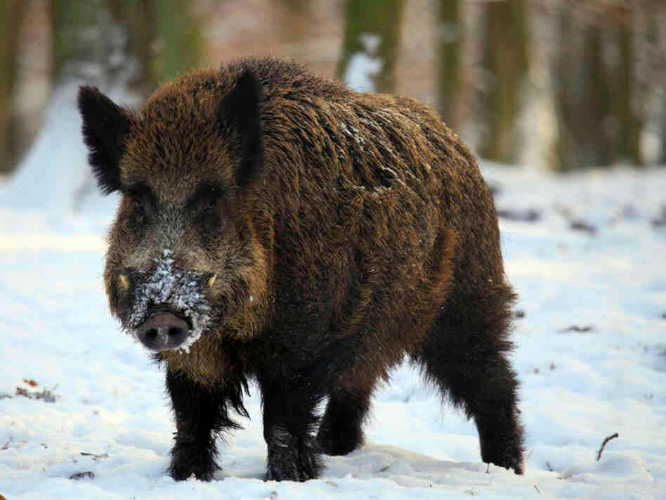 Wild Boar 桌布 壁紙 — 一頭野豬鼻子上沾滿雪，在雪地森林空地中警覺地站立。