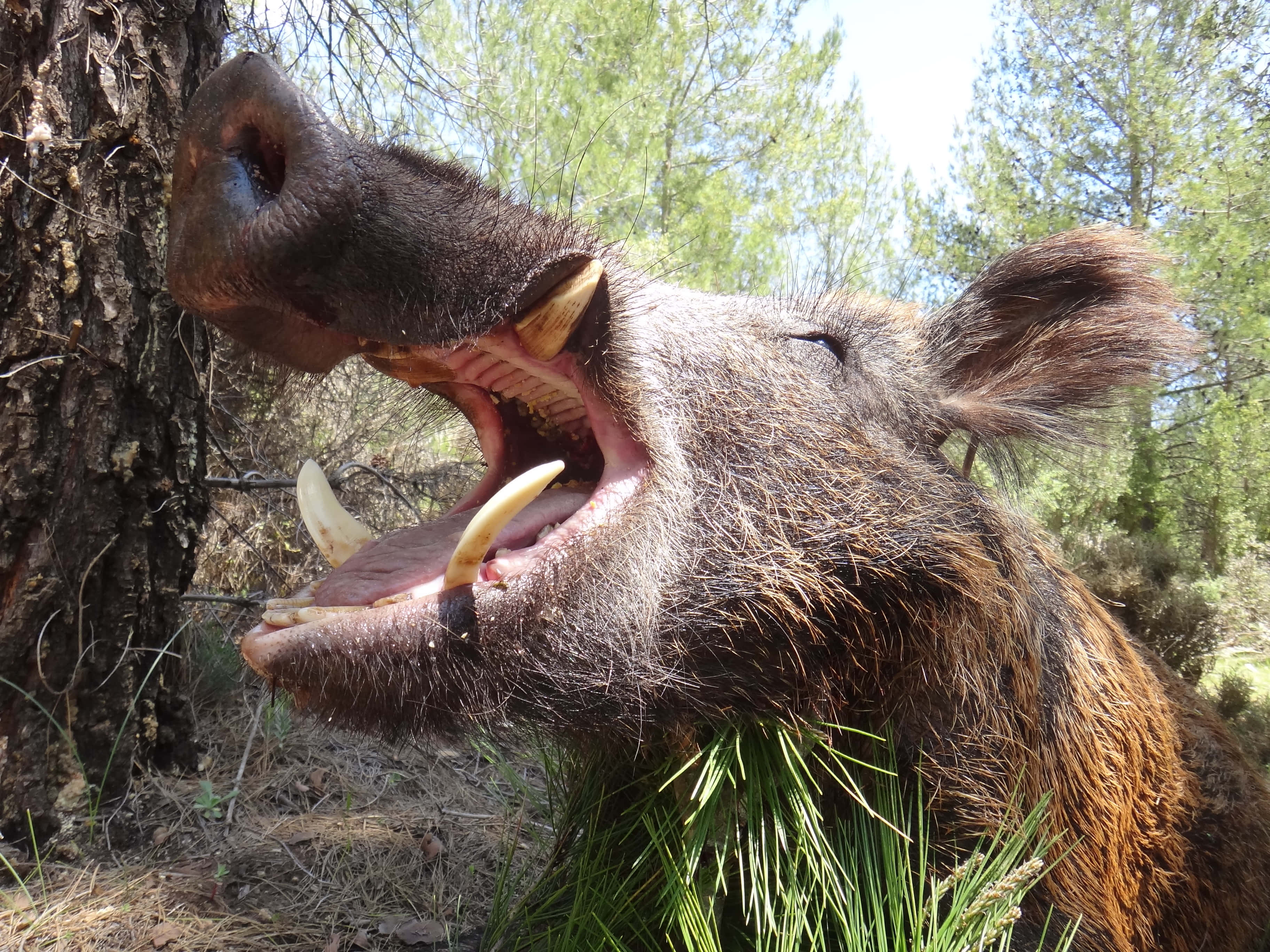 Wild Boar 桌布 壁紙 — 一頭長有尖銳獠牙、張開嘴巴的野豬，在陽光明媚的松樹林中兇猛咆哮。