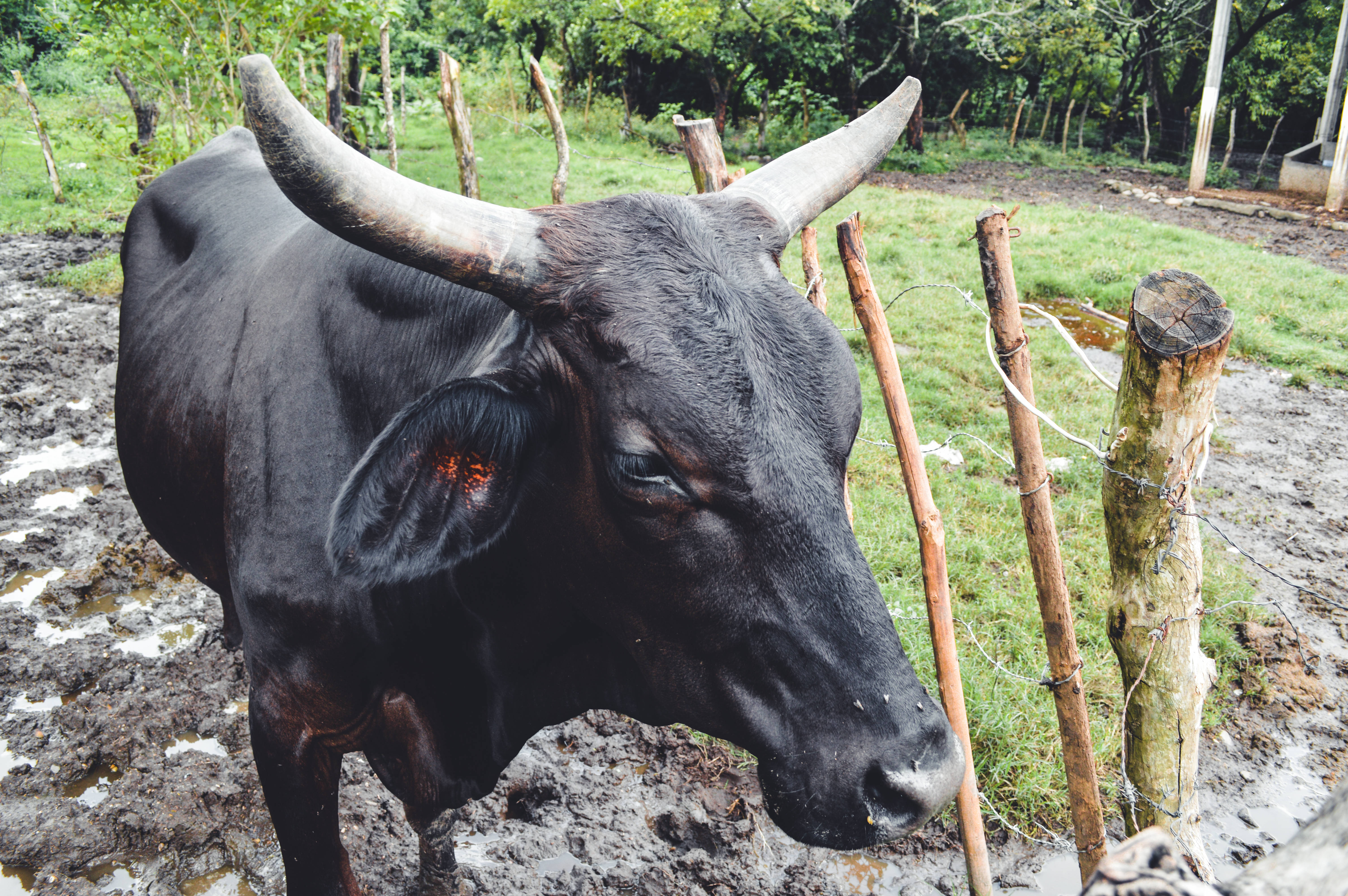 El Salvador 桌布 壁紙 — 一頭長有彎曲角的大黑公牛的特寫，站在泥濘的地形上，旁邊是質樸的木柵欄。