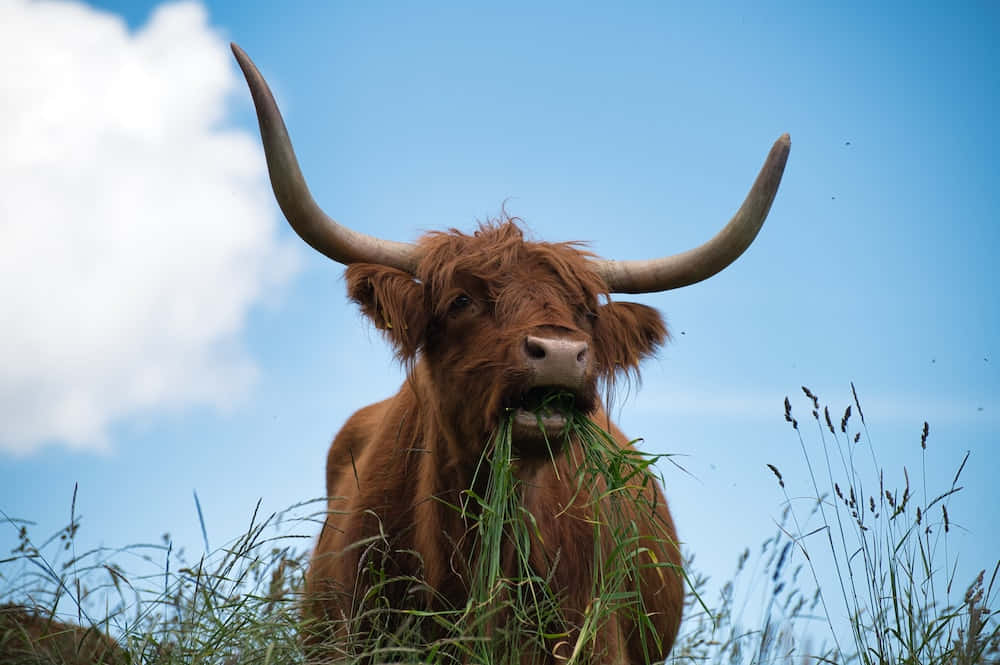 Longhorn 桌布 壁紙 — 一頭長有長彎角的高地牛在明亮的藍天和蓬鬆的白雲下咀嚼青草。