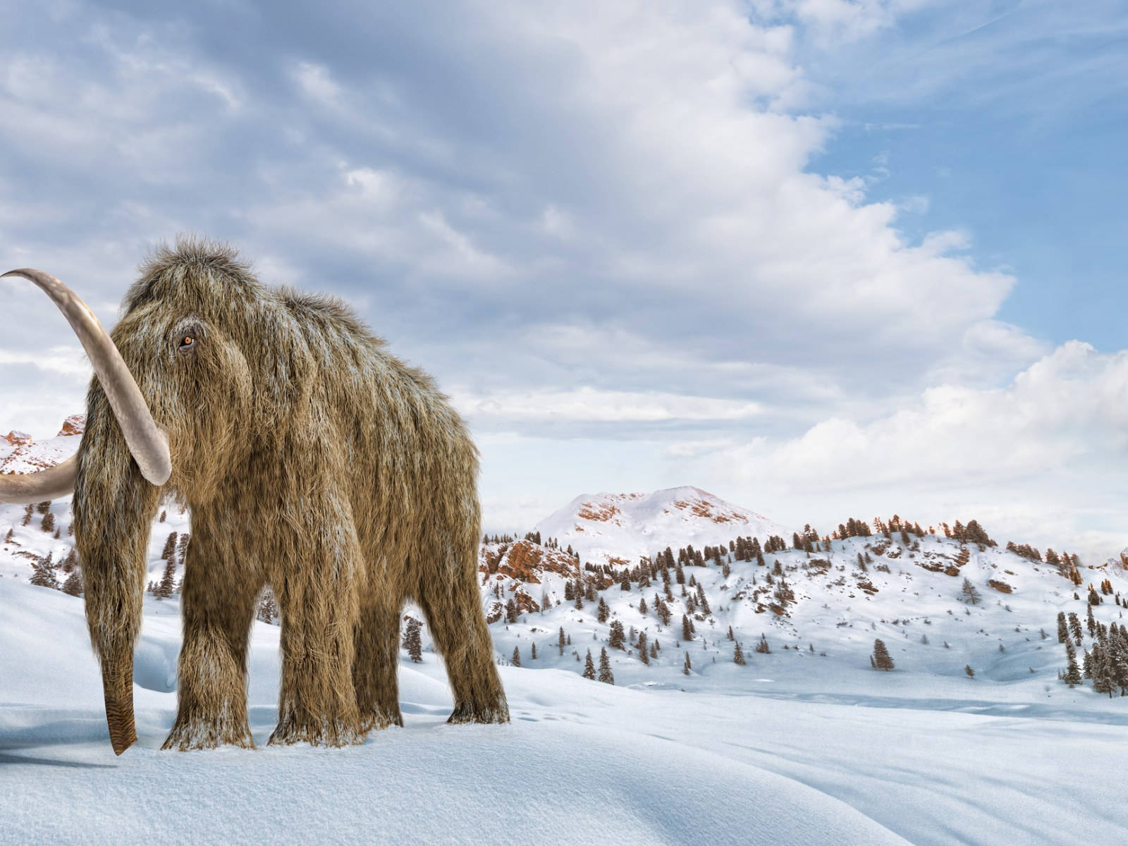 樹木 桌布 壁紙 — 一頭長毛猛獁象站在白雪皚皚的山地景觀中，天空多雲而藍，遠處有松樹。