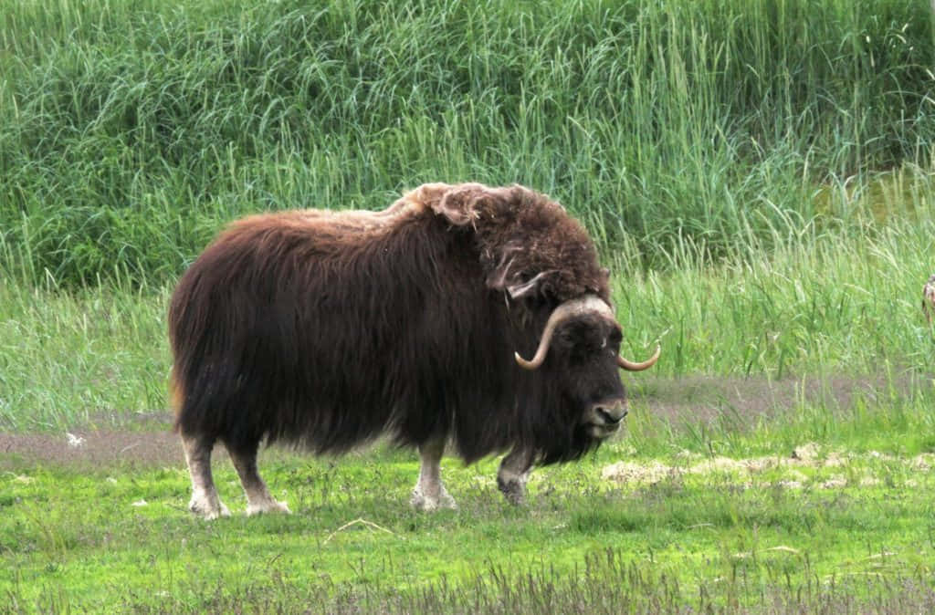 Ox 桌布 壁紙 — 一頭長滿蓬鬆毛髮、帶有彎曲角的大型麝牛，站在一片由高草圍繞的茂盛綠色田野中。