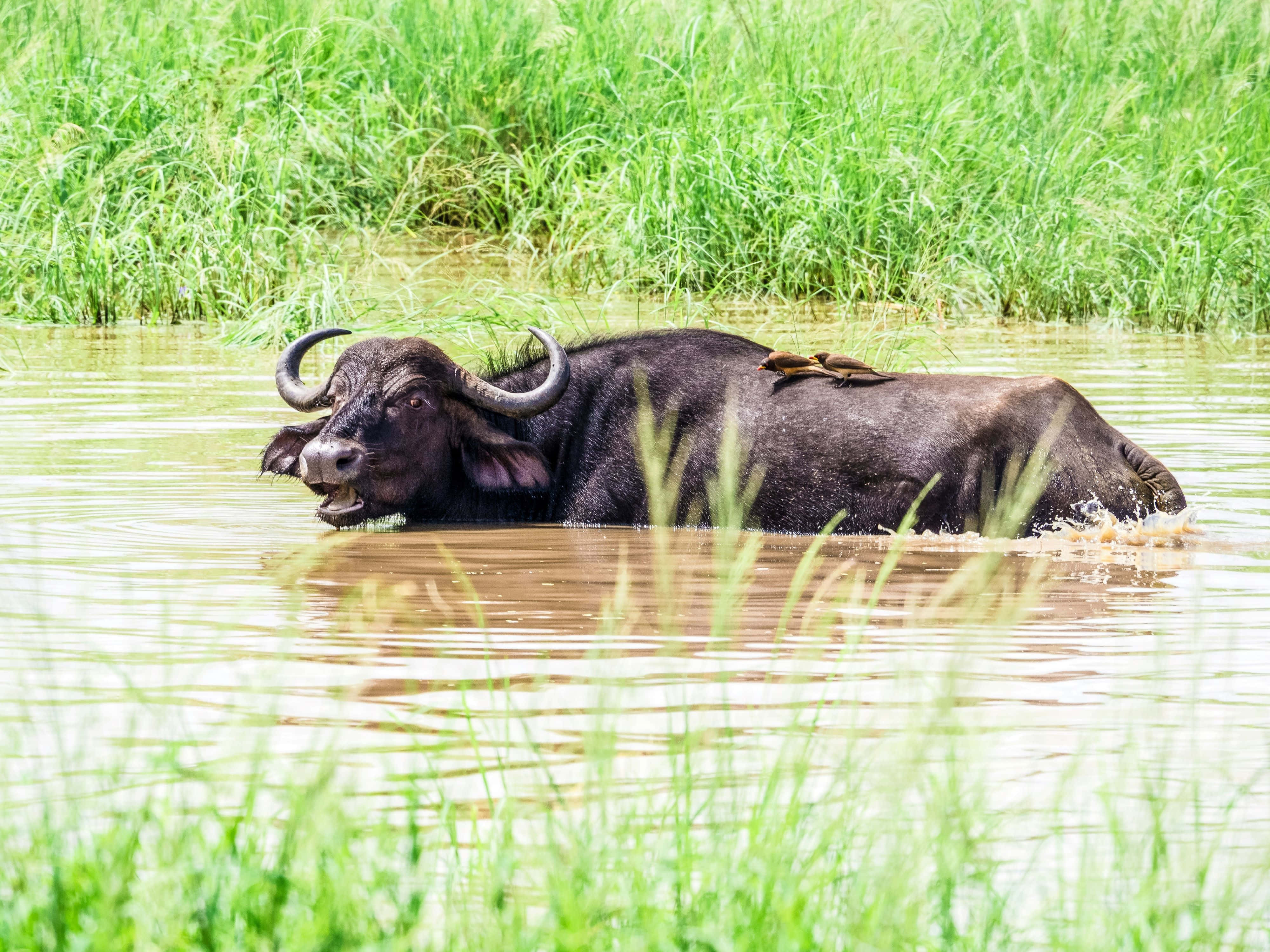 Water Buffalo 桌布 壁紙 — 一頭長著彎角的大水牛在淺水中放鬆，周圍是茂密的綠草。