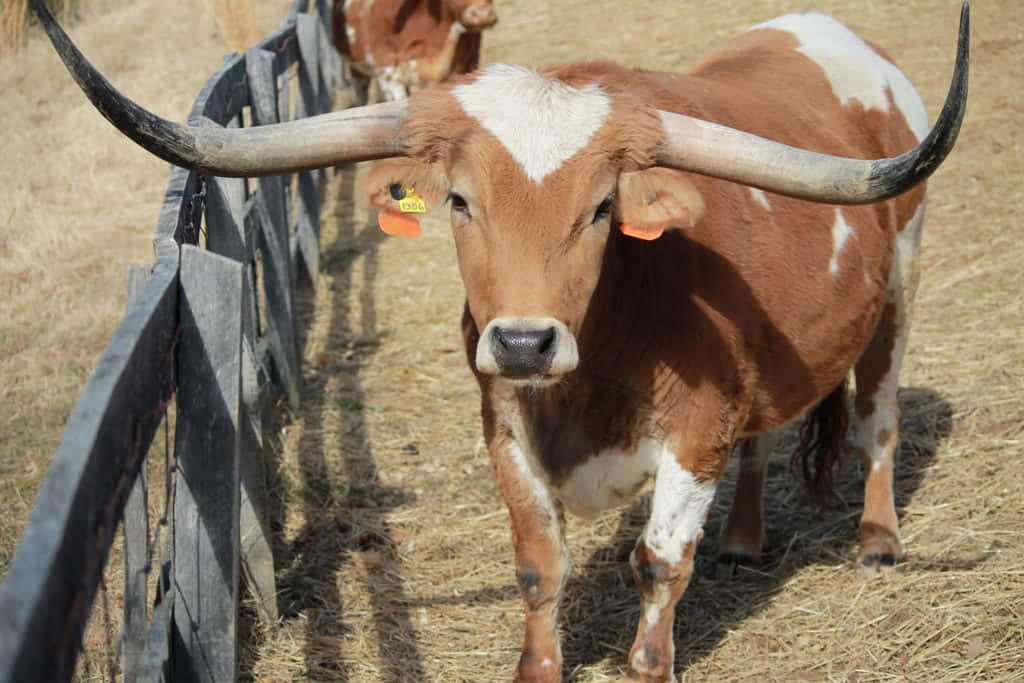 Longhorn 桌布 壁紙 — 一頭長角牛的近照，擁有巨大的彎曲角和棕白色皮毛，站在乾草中，旁邊是木柵欄。
