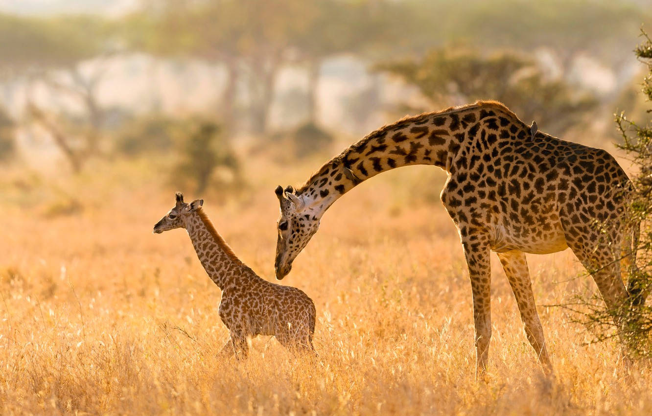 Baby Giraffe 桌布 壁紙 — 一頭長頸鹿媽媽在日出時分的金色草原上，溫柔地用鼻子蹭著牠的幼崽，背景有柔和朦朧的樹木。