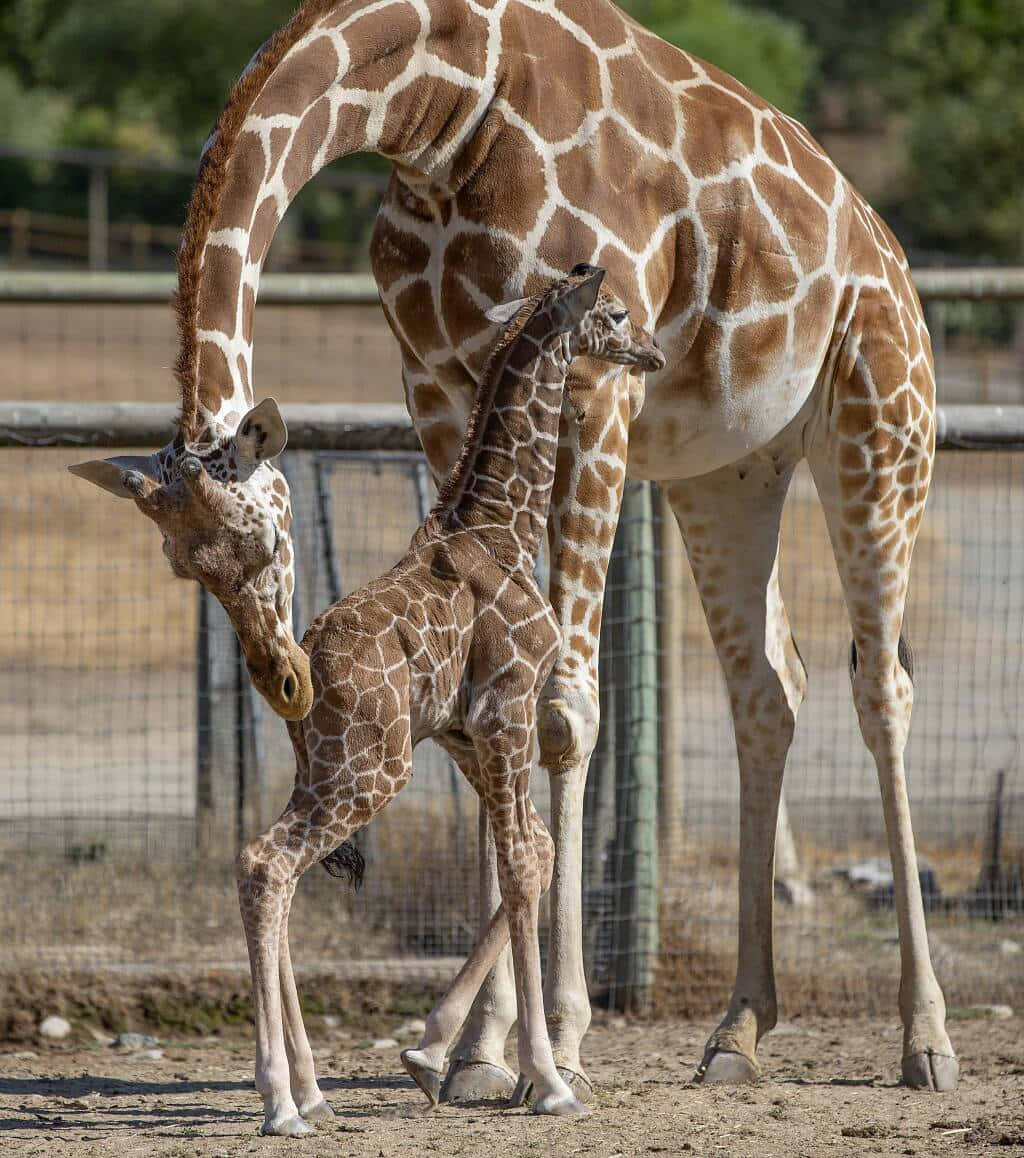 Baby Giraffe 桌布 壁紙 — 一頭長頸鹿媽媽在陽光普照、有圍欄的圍欄內，溫柔地用鼻子蹭著牠的小長頸鹿。