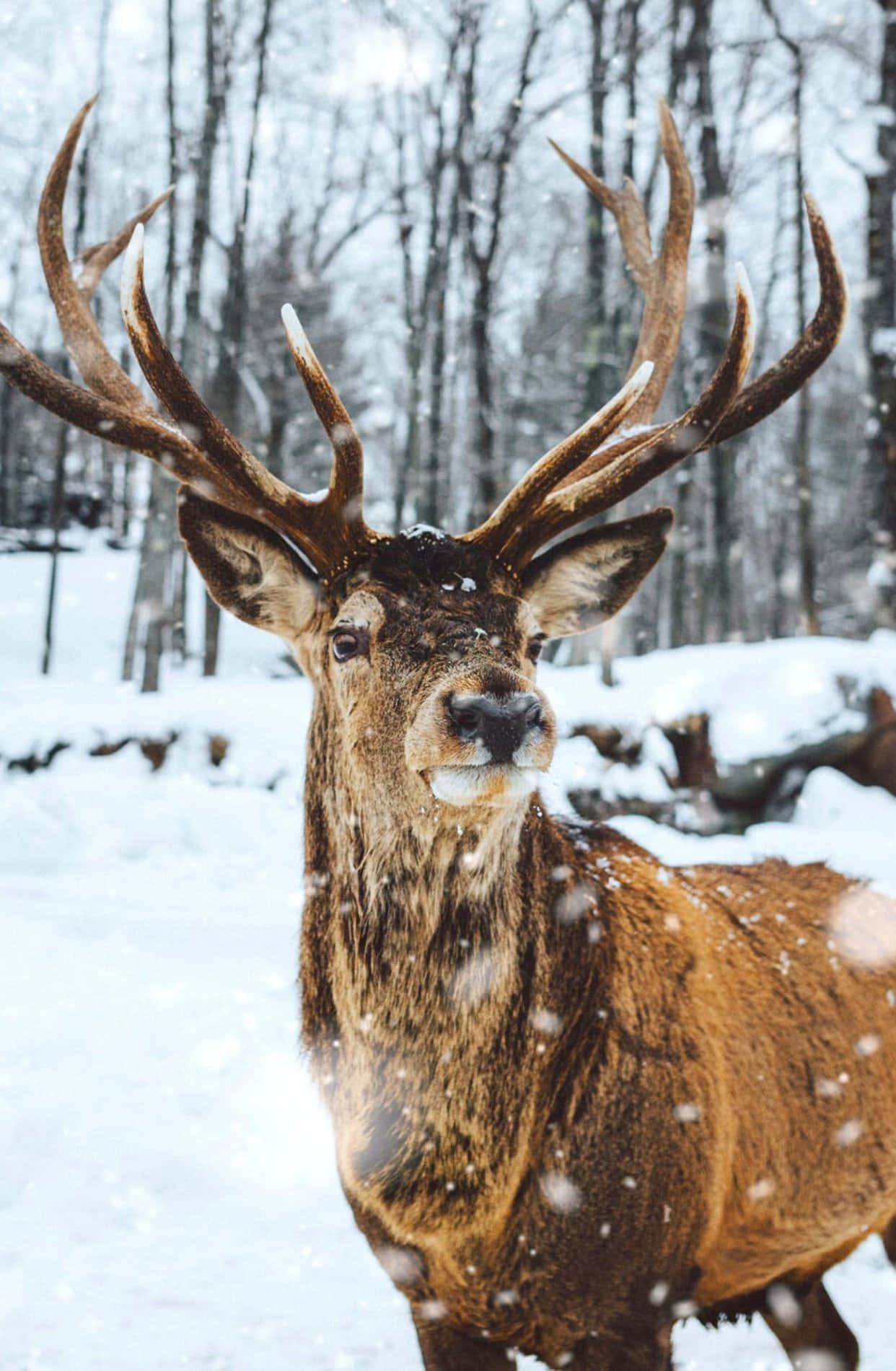 Cute Winter Aesthetic 桌布 壁紙 — 一頭雄偉的、披著雪花的雄鹿，長著巨大的鹿角，在雪花飄落的冬日森林中警覺地站立著。