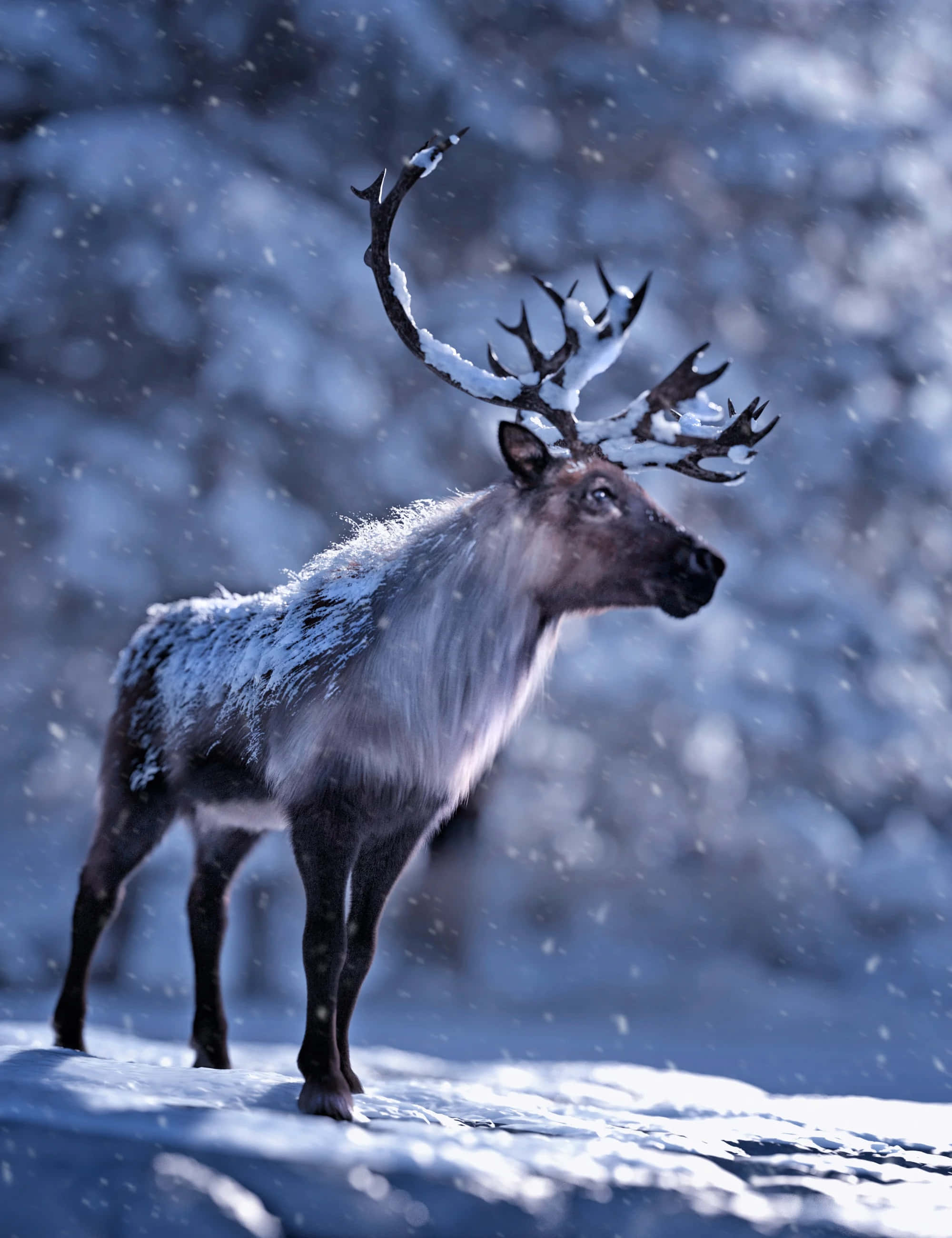 馴鹿 桌布 壁紙 — 一頭雄偉的、覆蓋著雪的馴鹿在暴風雪中警覺地站立，雪花在其巨大的鹿角周圍旋轉。
