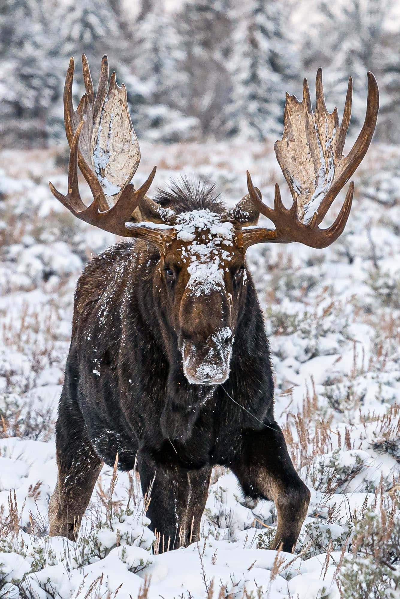 moose 桌布 壁紙 — 一頭雄偉的、覆蓋著雪花的駝鹿，擁有巨大的鹿角，在白雪覆蓋的冬季草地上警覺地站立。