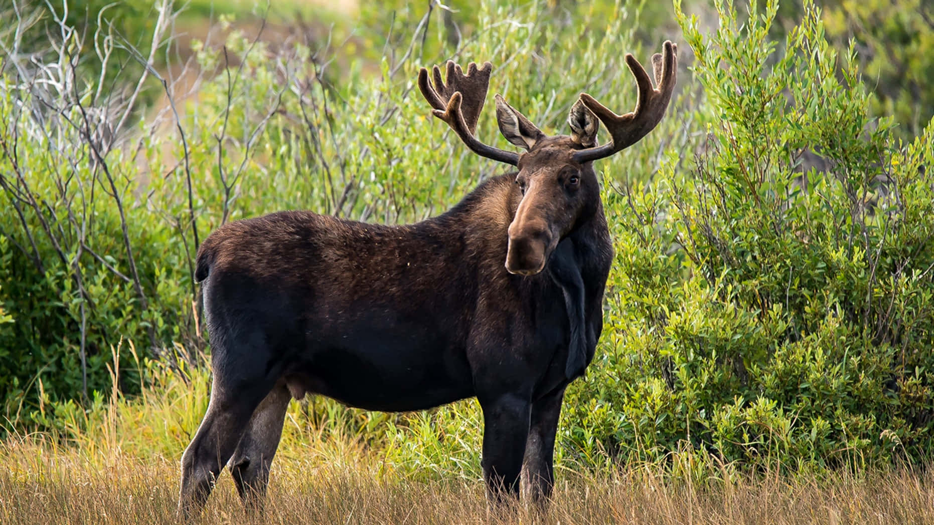 moose 桌布 壁紙 — 一頭雄偉的公駝鹿，長著巨大的鹿角，在陽光照耀的高草和綠色灌木叢中警覺地站立。