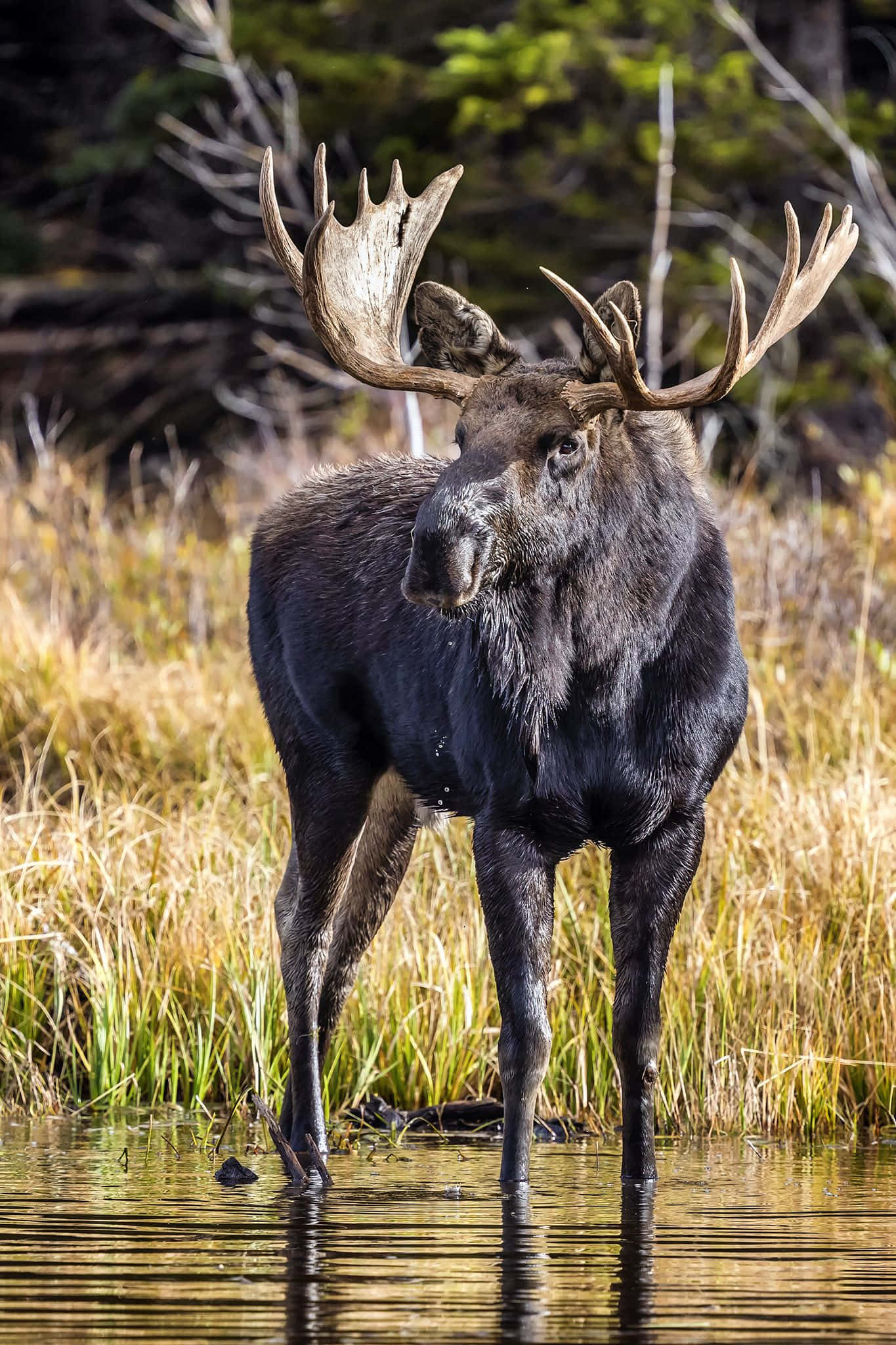 moose 桌布 壁紙 — 一頭雄偉的公駝鹿站在淺水中，周圍環繞著金色的草和常青樹。