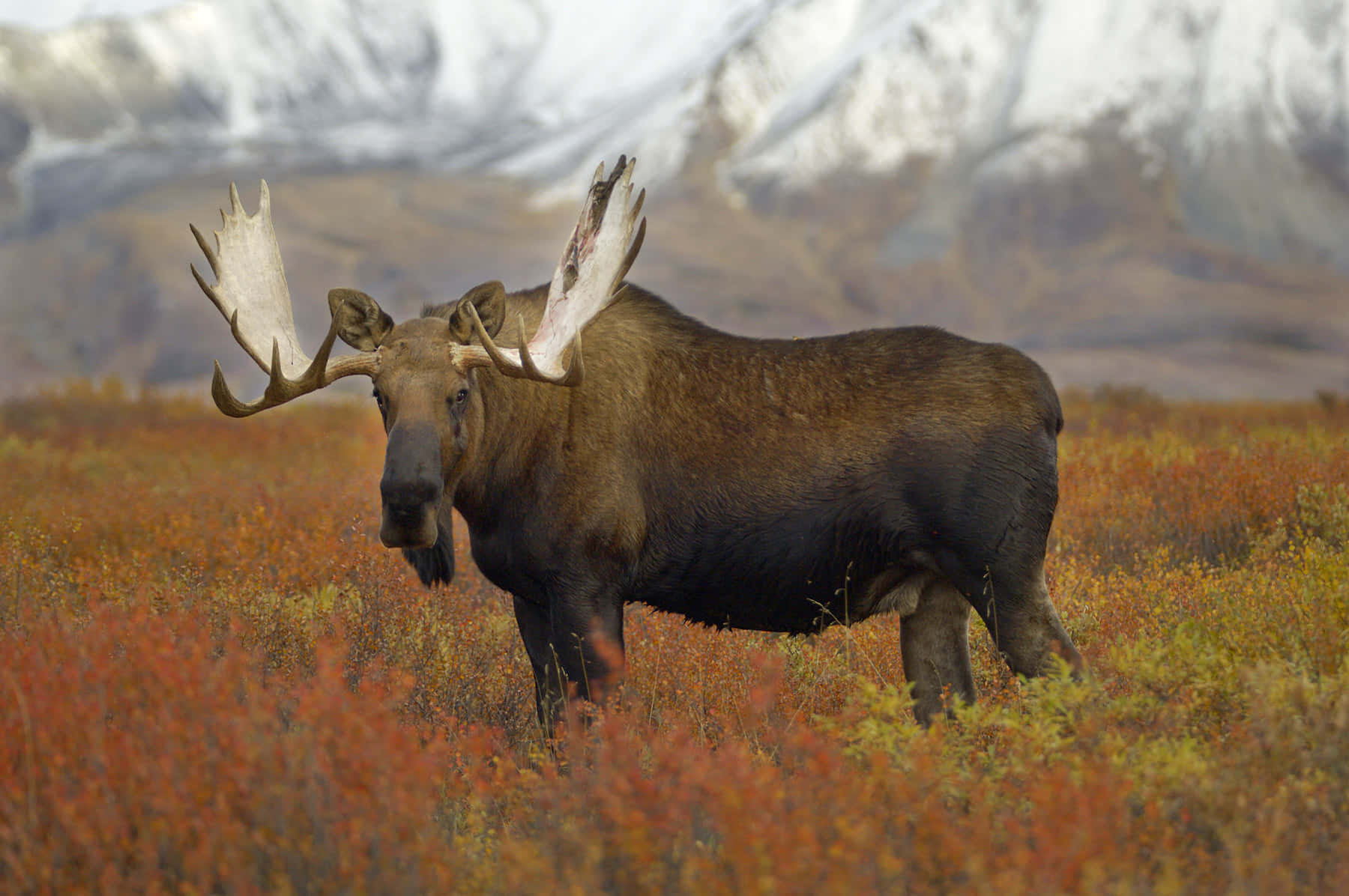 moose 桌布 壁紙 — 一頭雄偉的公駝鹿高聳在充滿活力的秋季凍原上，背後是白雪皚皚的山脈。