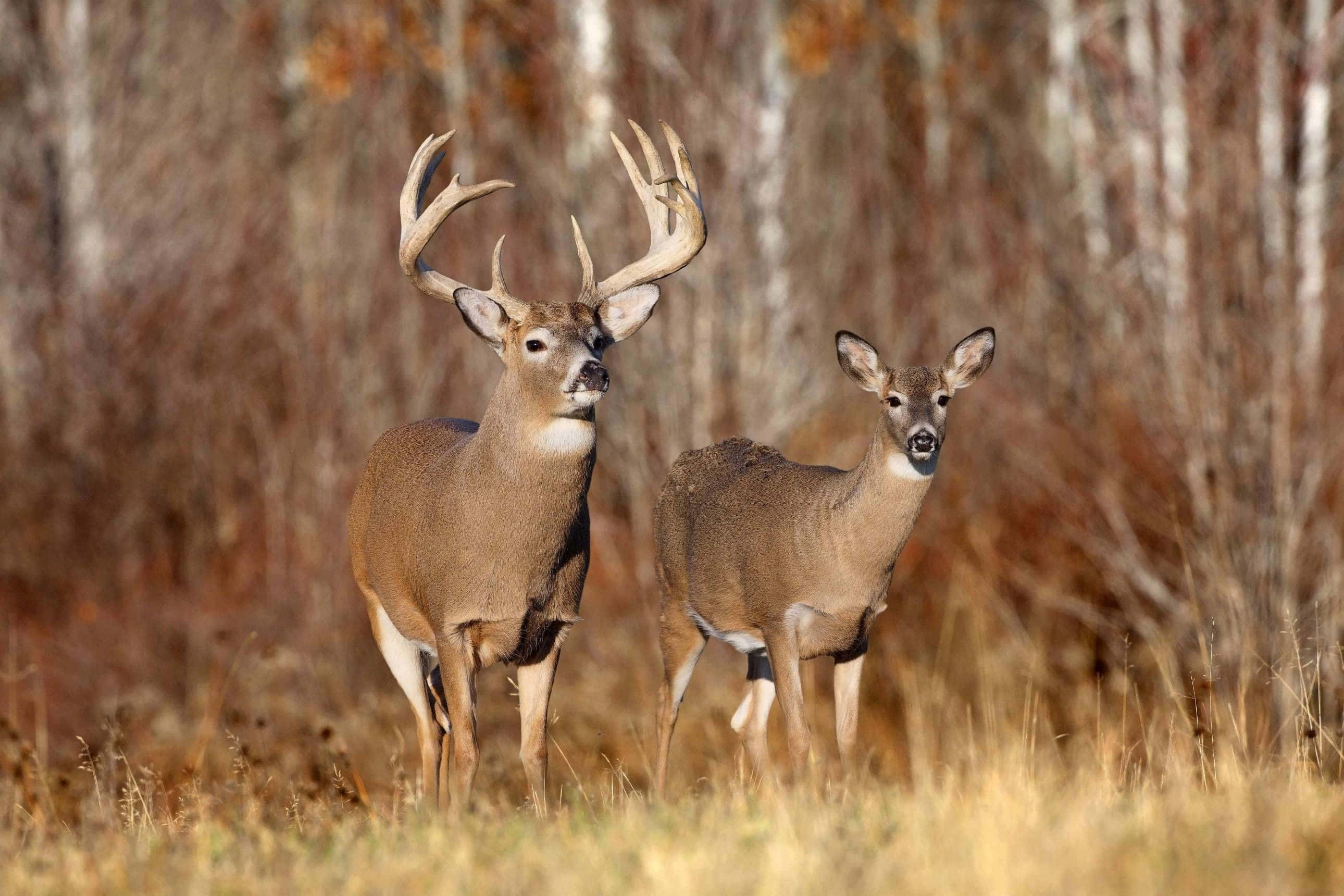 Cool Deer 桌布 壁紙 — 一頭雄偉的公鹿和母鹿在陽光明媚的秋日草地上警覺地站立，身後是白樺樹。