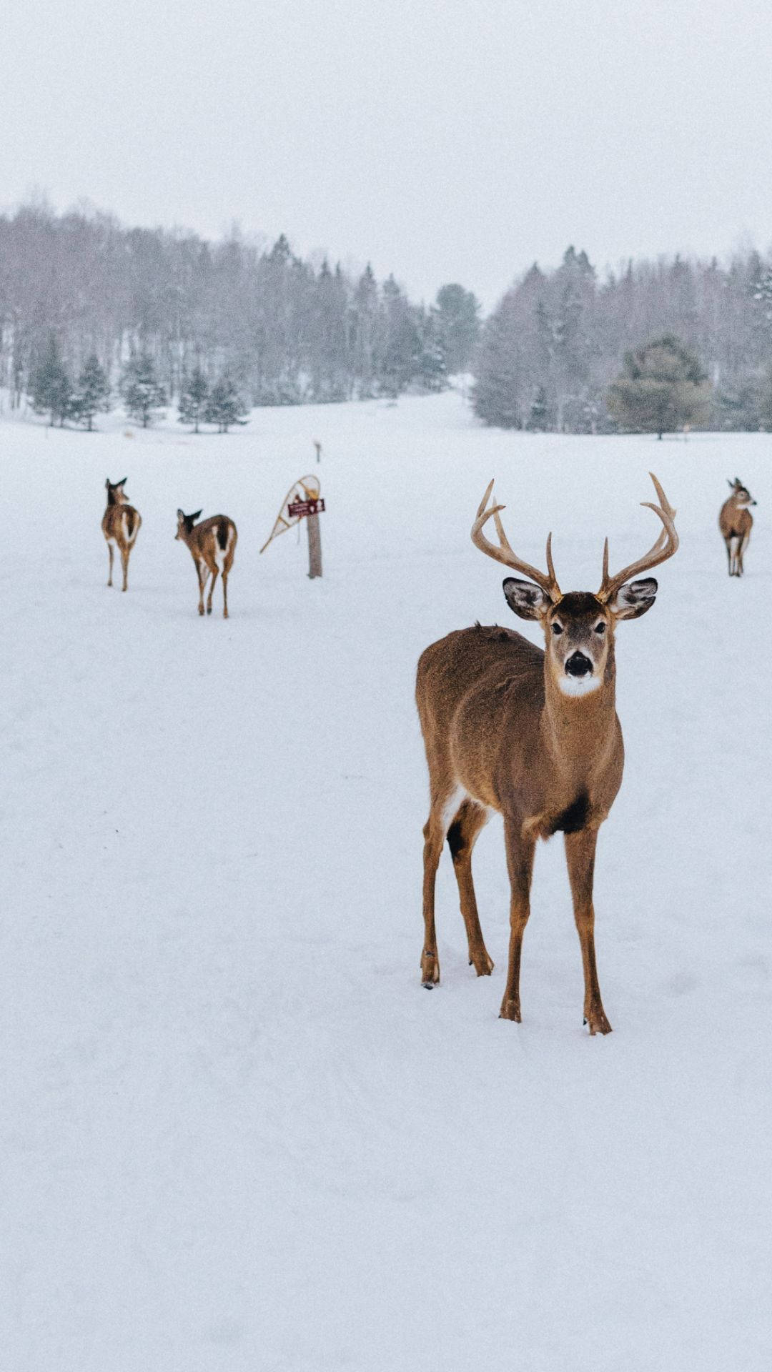 Deer iPhone 桌布 壁紙 — 一頭雄偉的公鹿在深雪中警覺地站立，而三隻鹿在寧靜的冬季森林附近漫步。