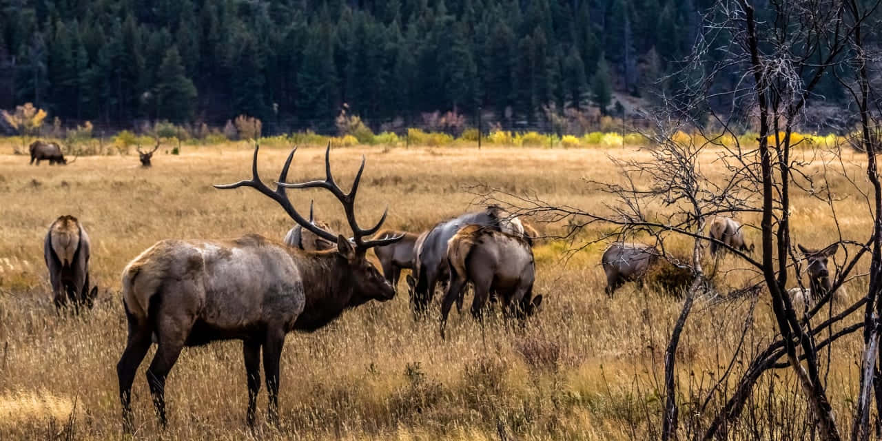 Elk 桌布 壁紙 — 一頭雄偉的公麋鹿帶著巨大的鹿角站在金色的秋草地上，其他麋鹿在光禿禿的樹木和遠處的針葉林附近吃草。